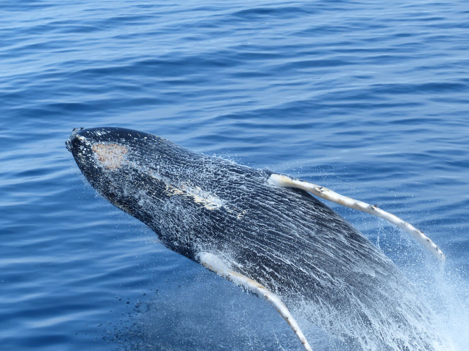 Panasonic Lumix DMC-FZ200 sample photo. Humpback, antarctic, whale photography