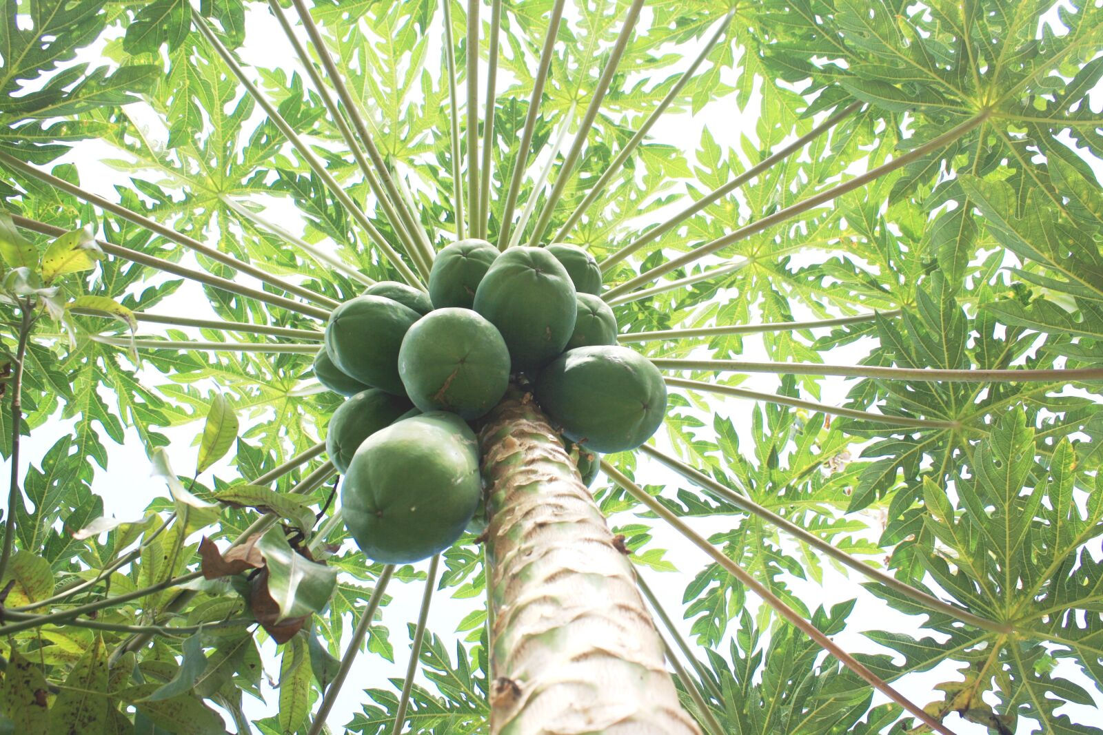 Canon EOS 1000D (EOS Digital Rebel XS / EOS Kiss F) sample photo. Papaya, fruit, organic photography