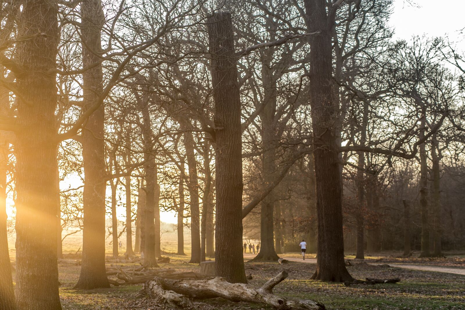 Canon EF 85mm F1.8 USM sample photo. Tree, trees, forest photography