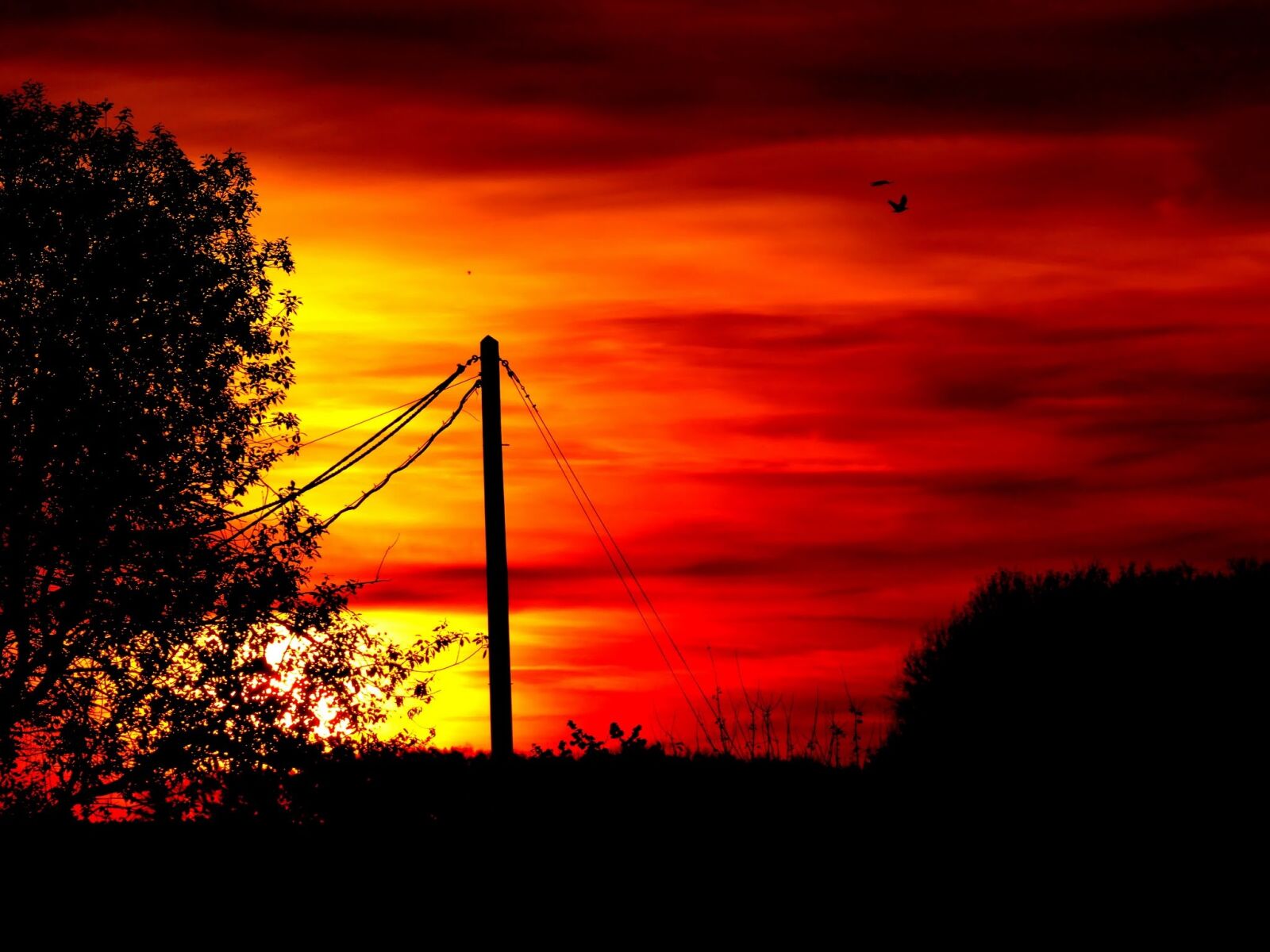 Panasonic Lumix DMC-FZ1000 sample photo. Afterglow, sunset, tree photography