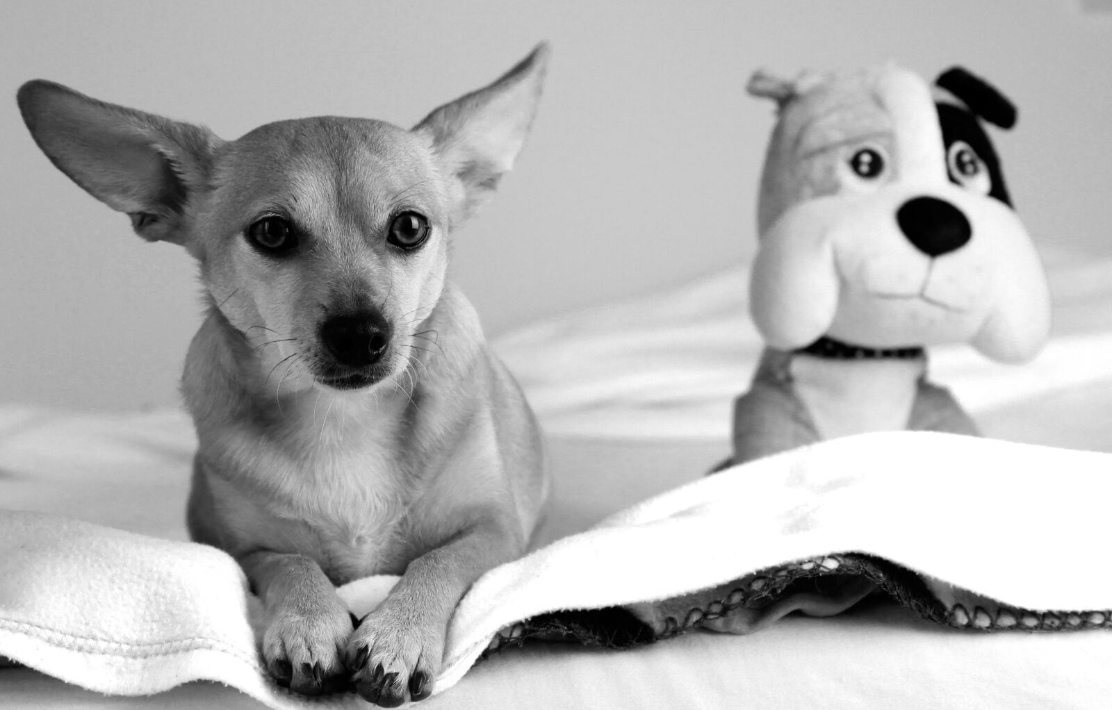 Canon EOS 60D sample photo. Eb, dog, animal photography