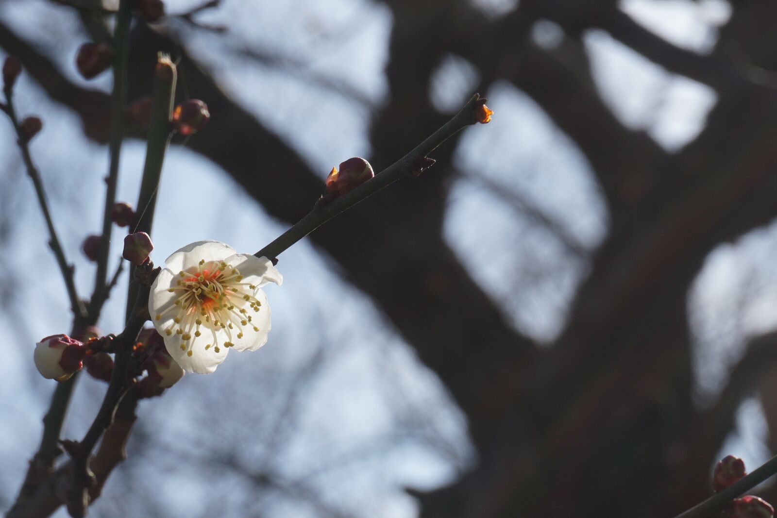Sony a5100 sample photo. Sakura, cherry blossom, branch photography