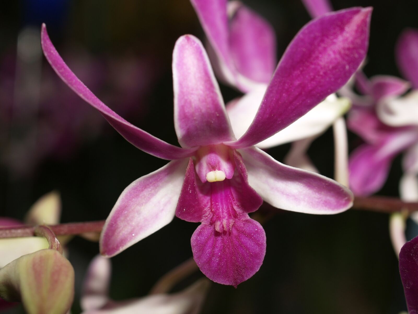 Olympus E-300 (EVOLT E-300) sample photo. Orchid, flower, bright photography