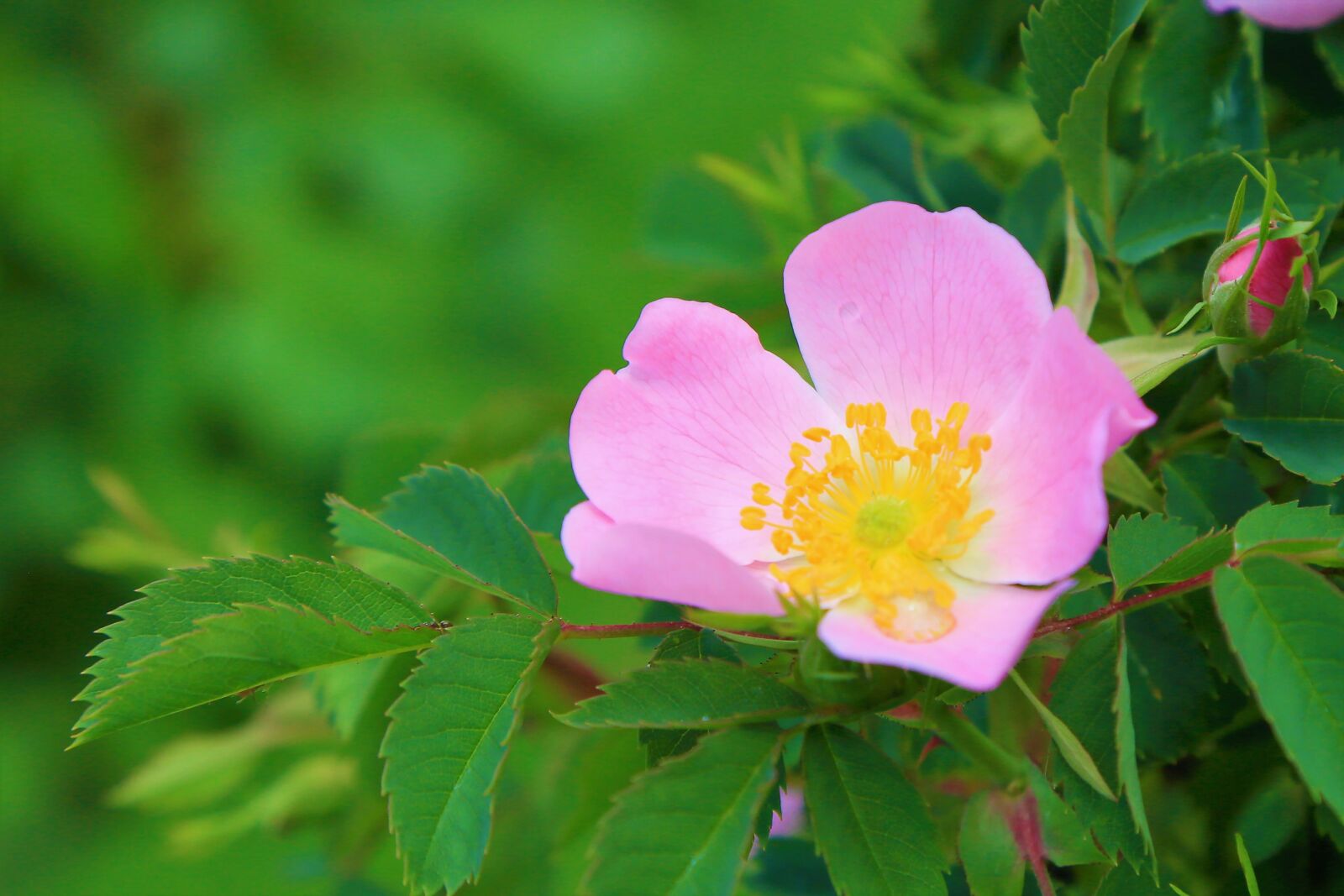 Canon EF 24-105mm F4L IS USM sample photo. Flower, spring, nature photography