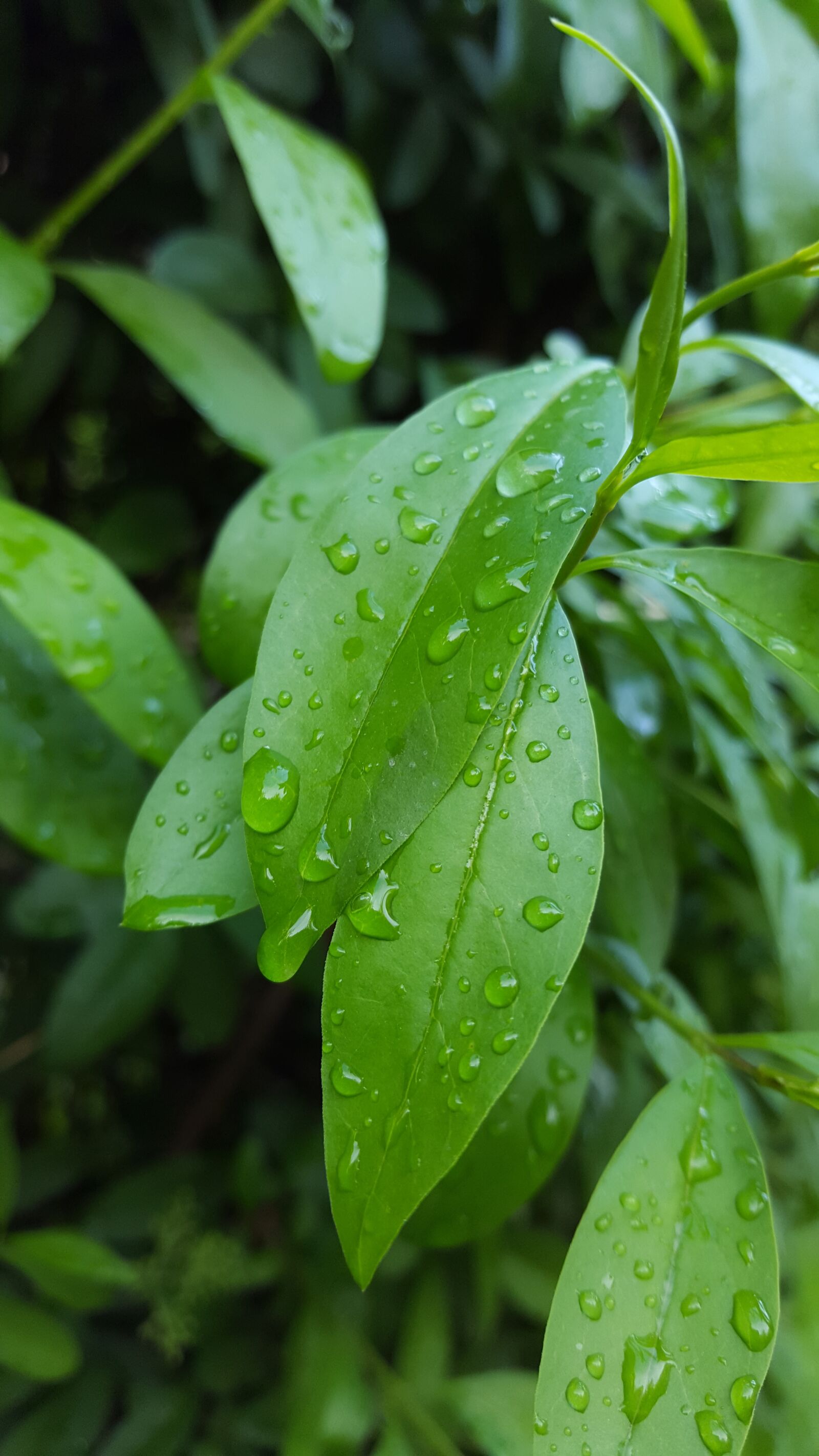 Samsung Galaxy S6 sample photo. Leaf, drops, rainy photography