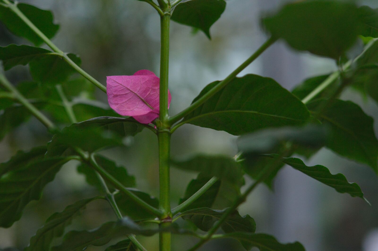 Nikon D3200 sample photo. Botanical, close up, cluj photography
