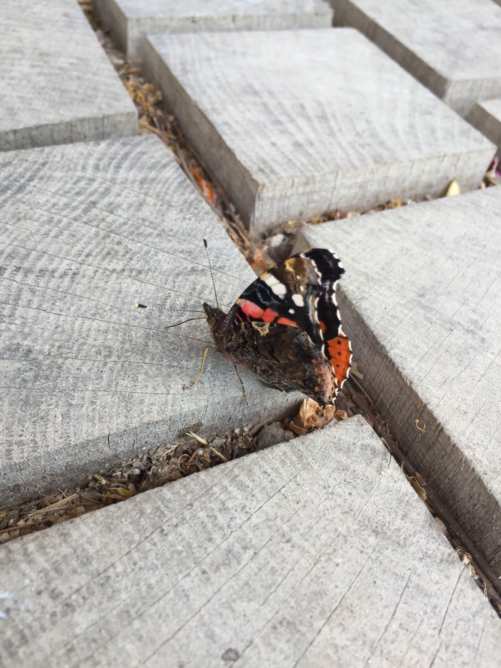 Apple iPhone 6 sample photo. Butterfly, admiral, vanessa atalanta photography