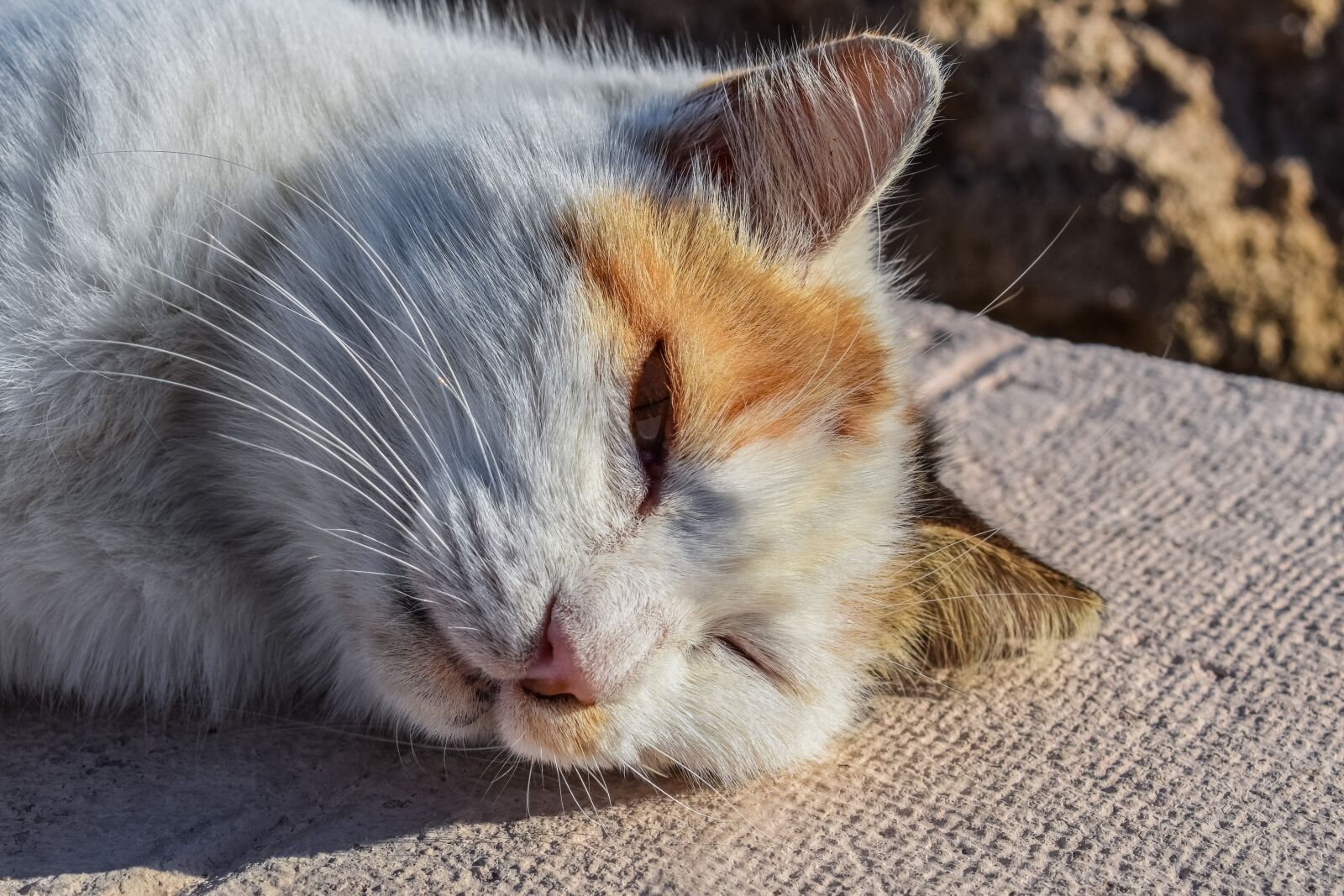 Nikon D3300 sample photo. Cat, stray, lazy photography