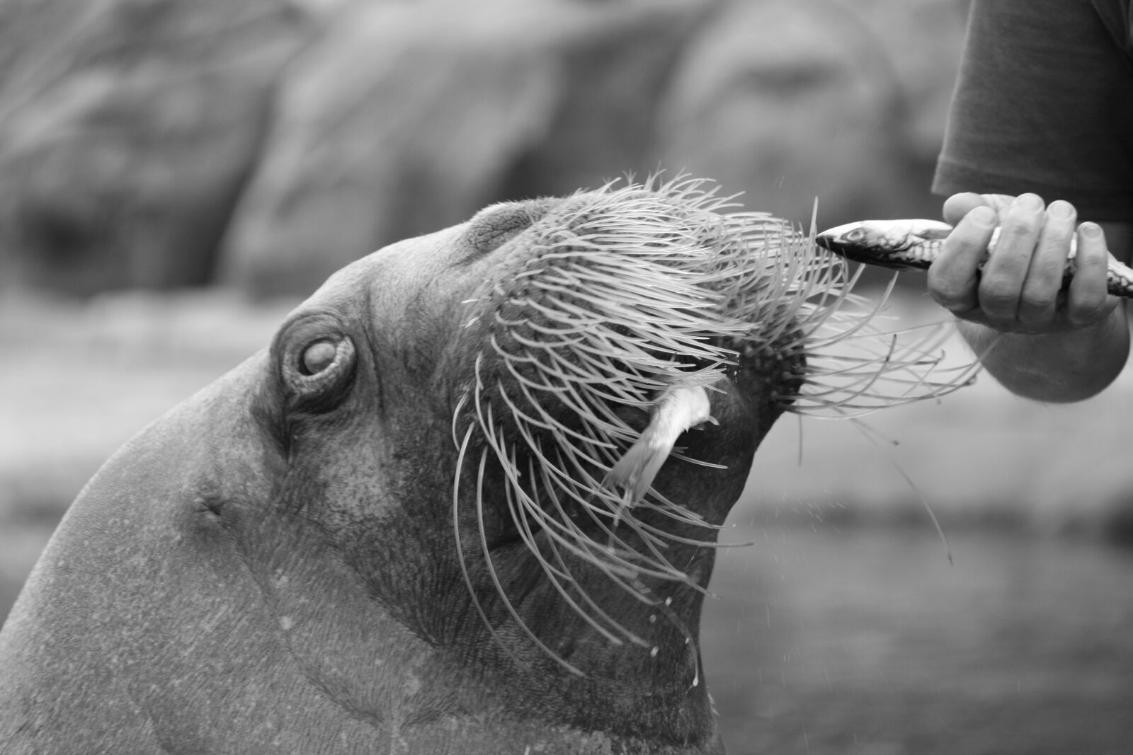 Canon EOS 50D sample photo. Walrus, marine mammals, robbe photography