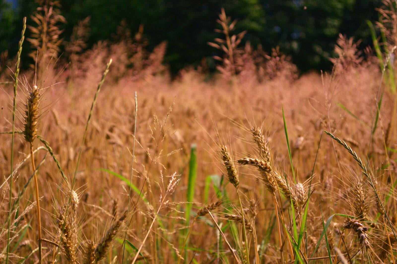 Nikon D3100 sample photo. Wheat, campaign, prato photography
