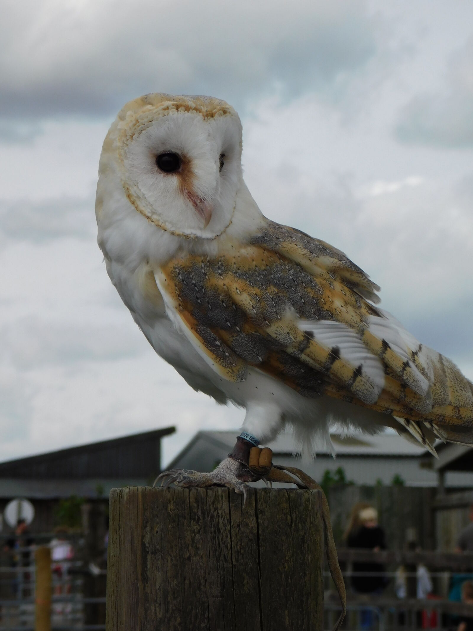 Nikon Coolpix B500 sample photo. Barn, owl photography