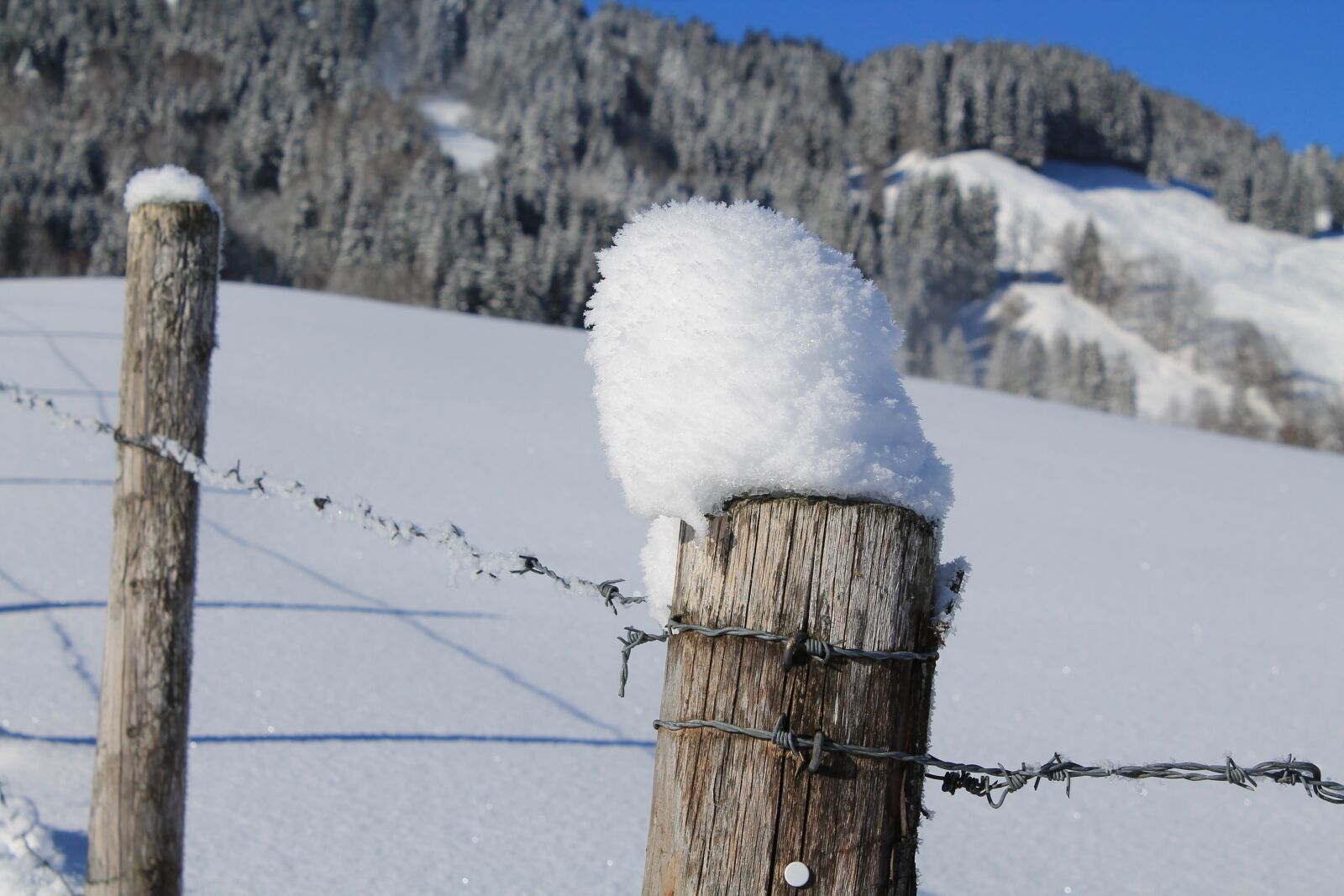 Canon EOS 1100D (EOS Rebel T3 / EOS Kiss X50) sample photo. Pile, winter mood, barbed photography