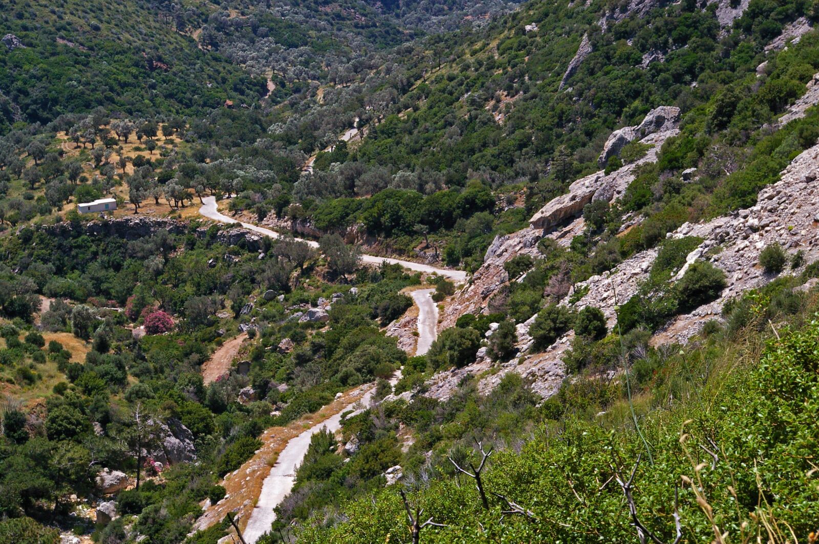 Pentax *ist DL2 sample photo. Greece, samos, olive grove photography