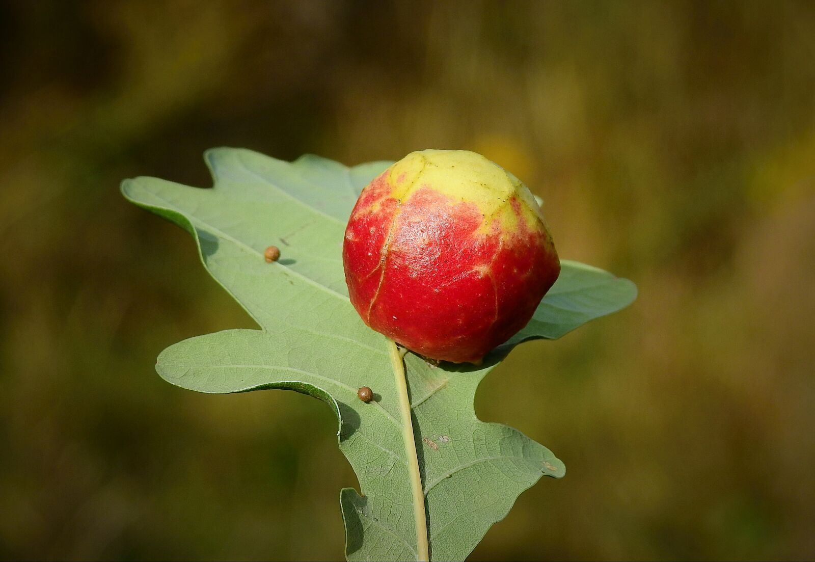 Nikon Coolpix P900 sample photo. The apple on the photography