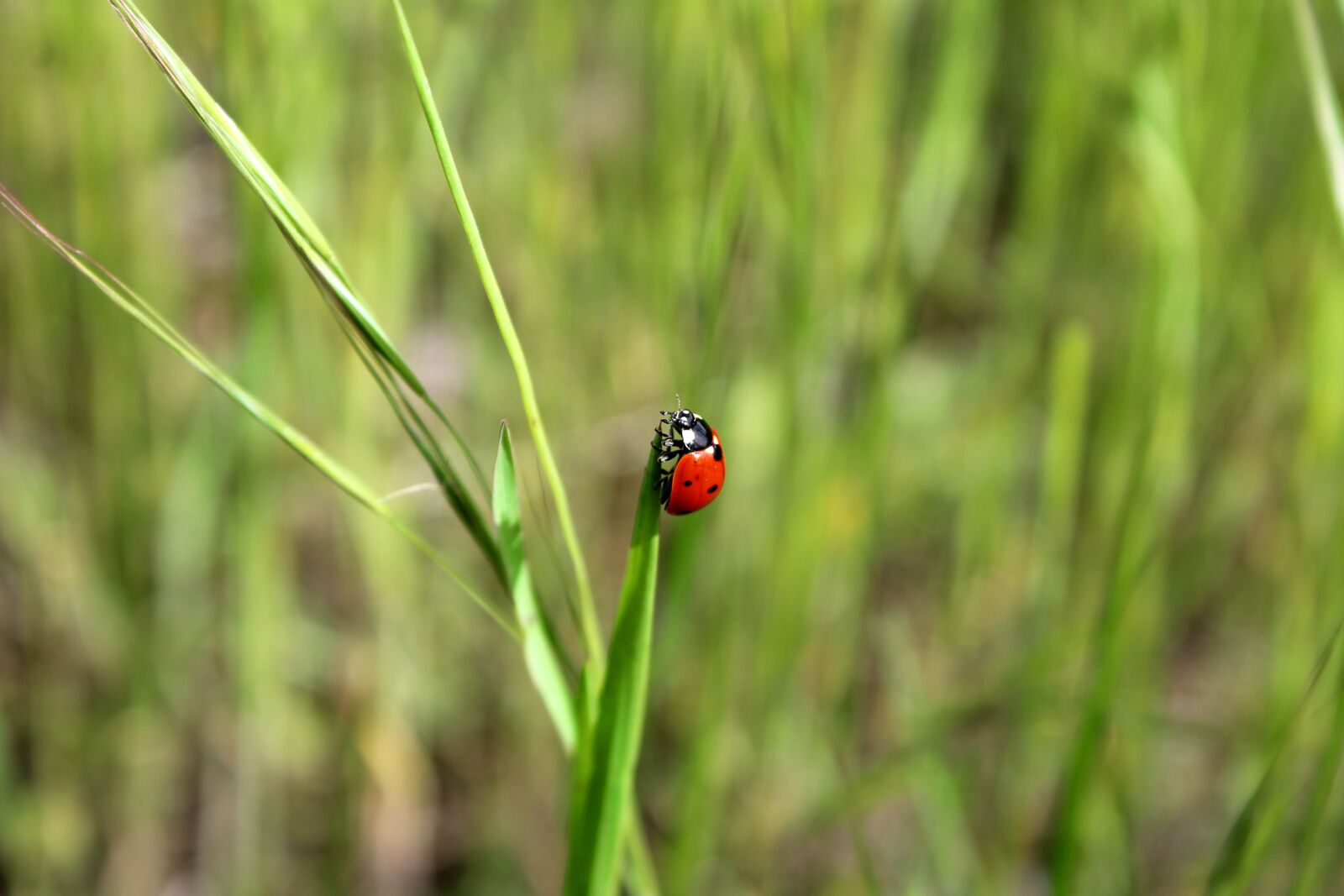 Canon EOS 1100D (EOS Rebel T3 / EOS Kiss X50) sample photo. Ladybug, bug, insect photography