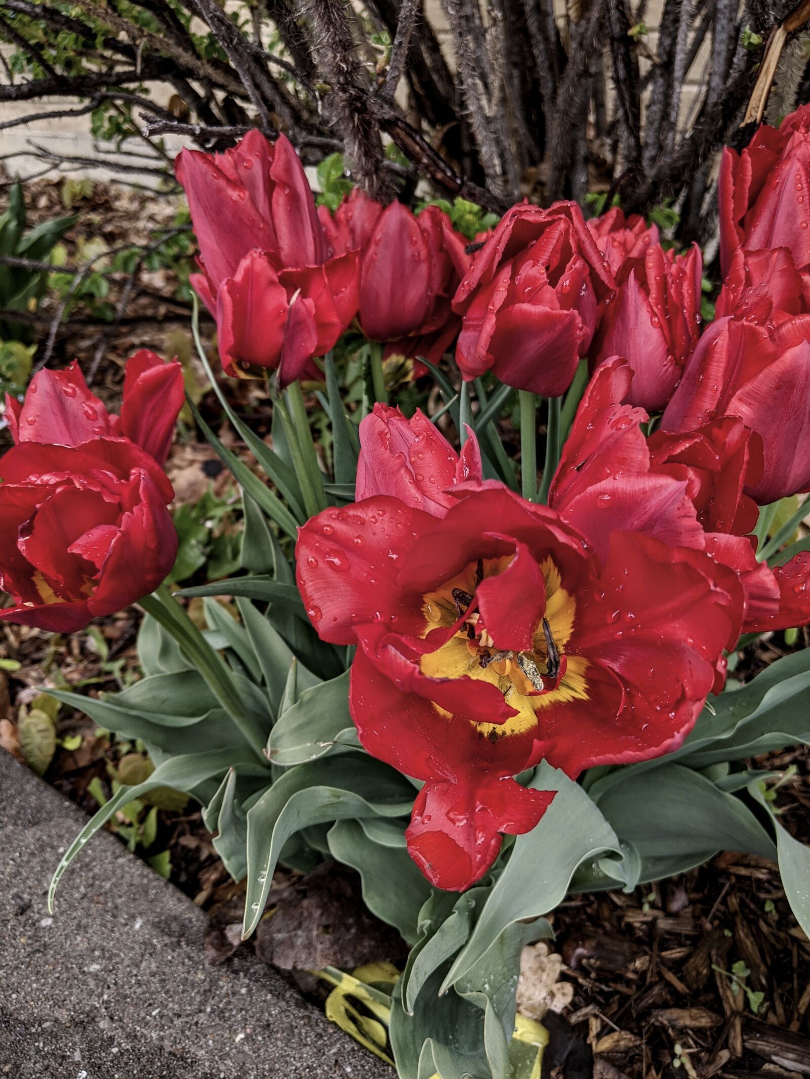 Google Pixel 3a sample photo. Flower, red flower, tulip photography