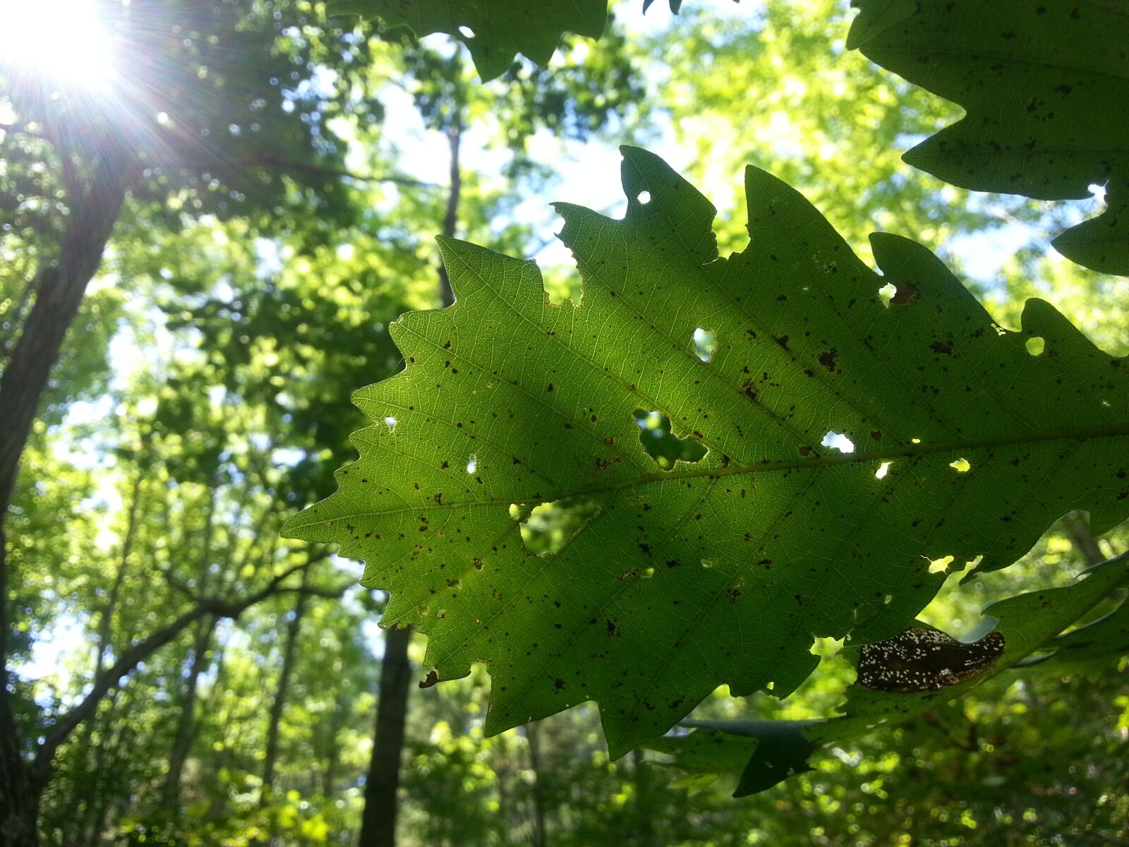 Samsung Galaxy Note2 sample photo. Autumn, foliage, defoliation photography