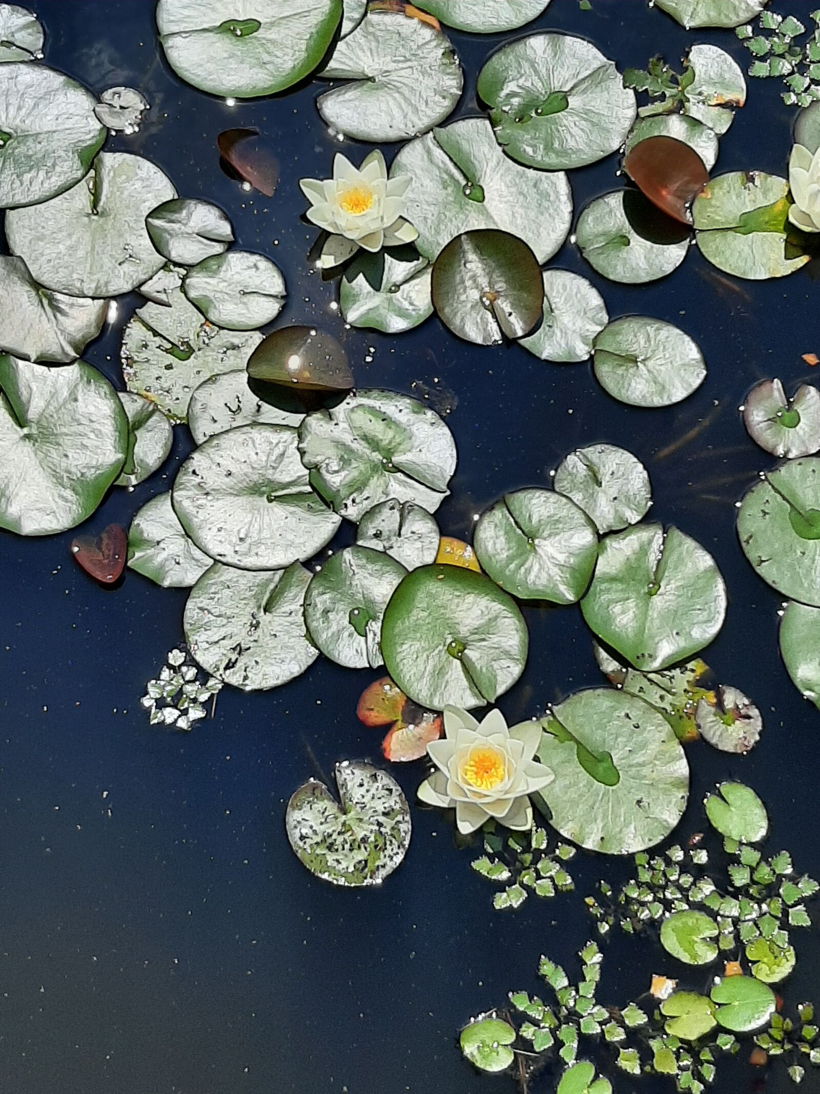 Samsung Galaxy A50 sample photo. Water lilies, plant, water photography