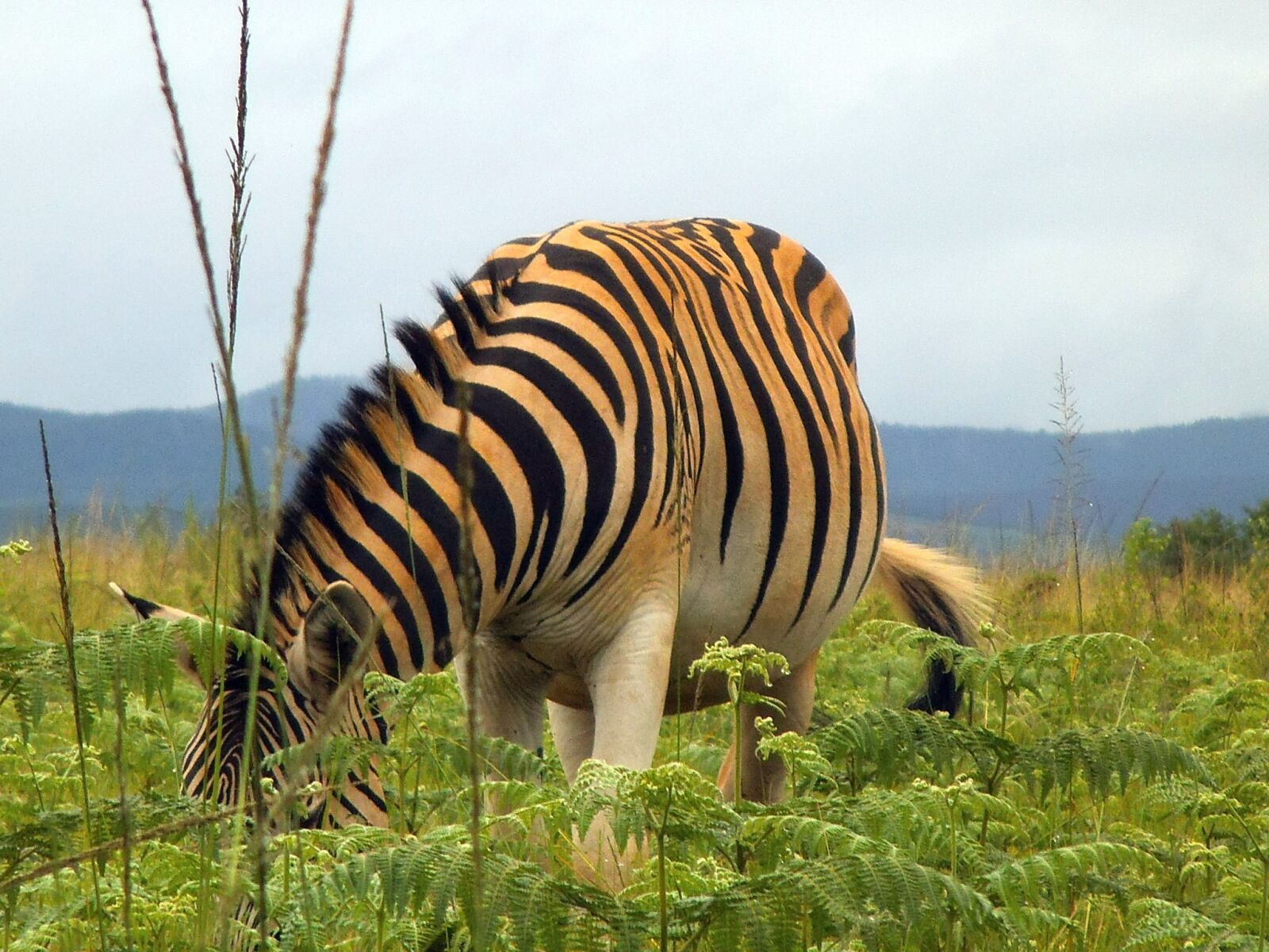 Fujifilm FinePix JZ100 sample photo. Zebra, nature, animal photography