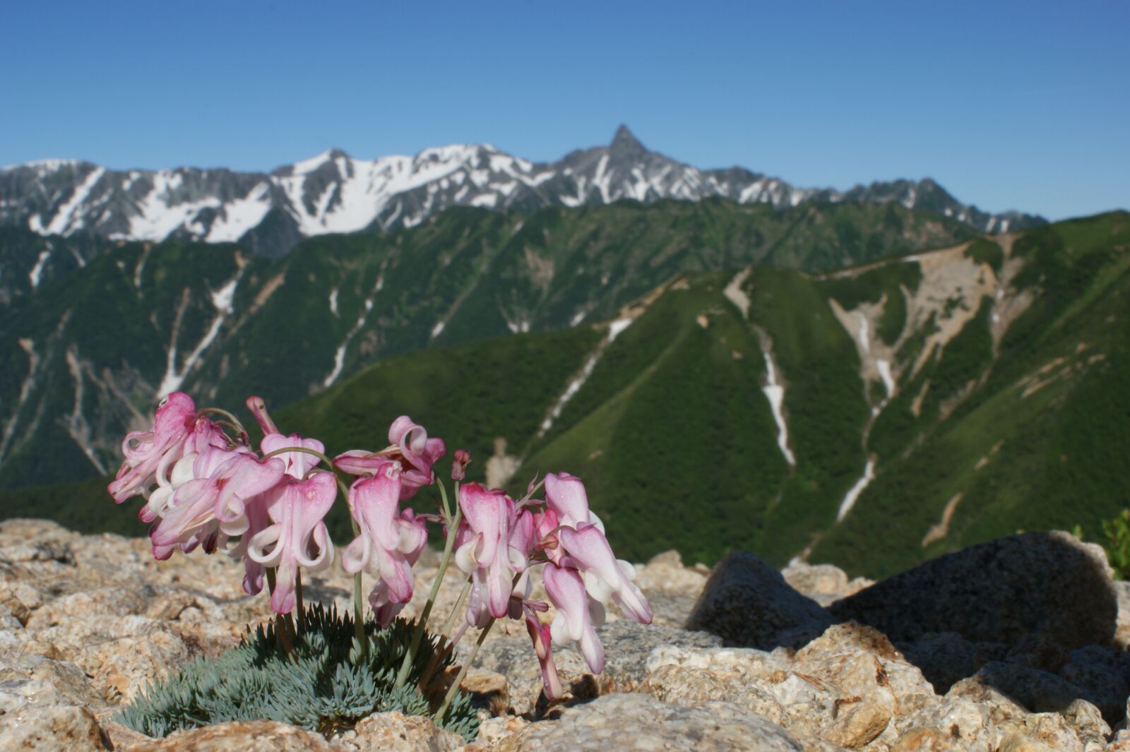 Sony Alpha DSLR-A350 sample photo. Japan alps, mountain, flower photography