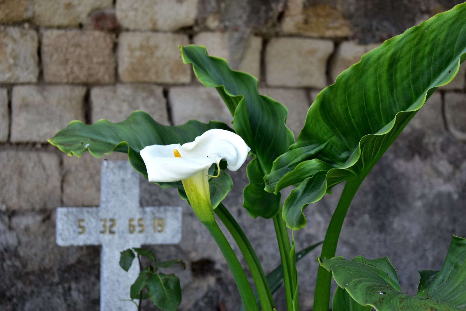 Nikon D5600 sample photo. Alcatraz, flower, plant photography