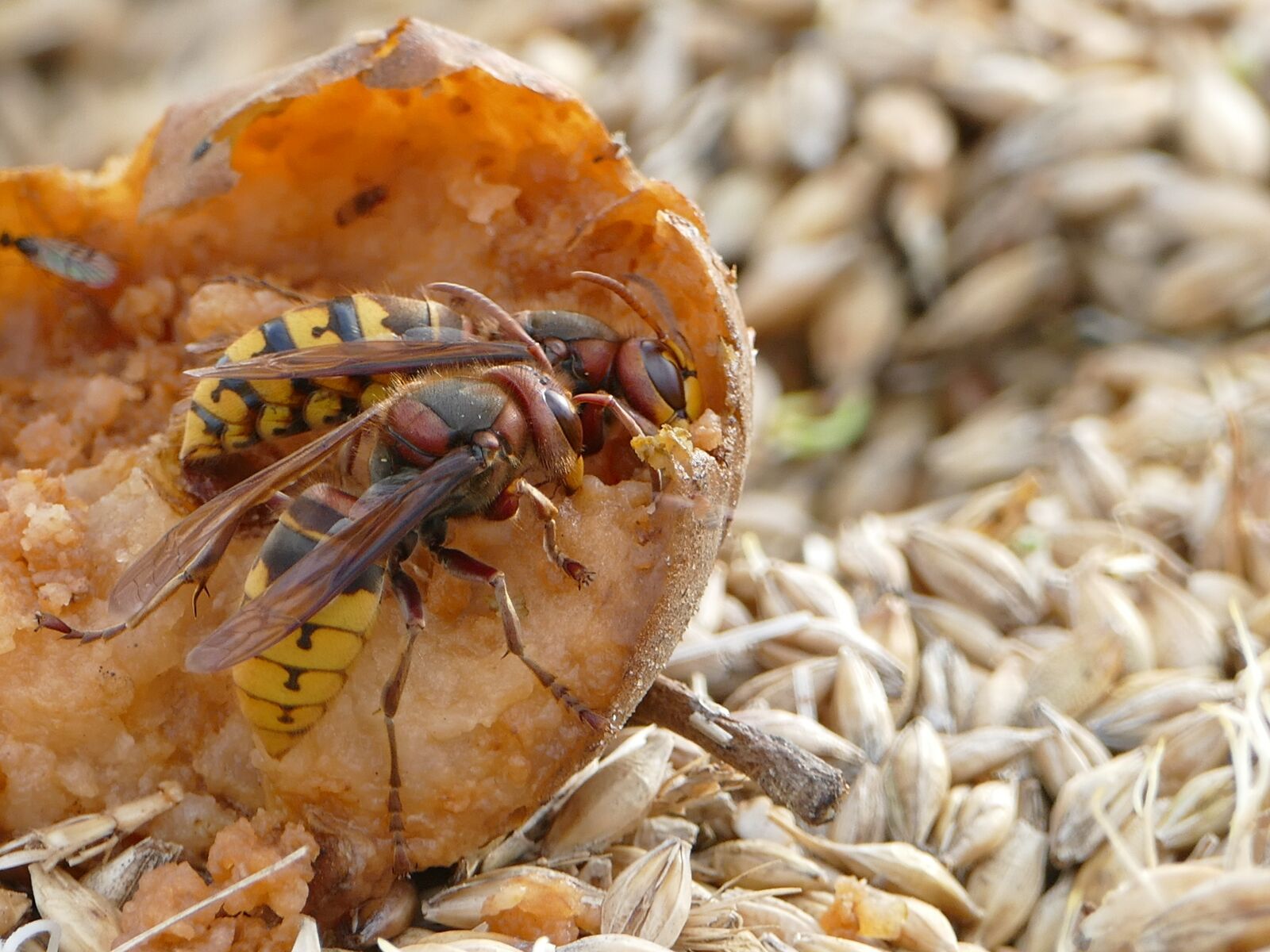 Panasonic Lumix DMC-FZ1000 sample photo. Wasps, insect, animal world photography