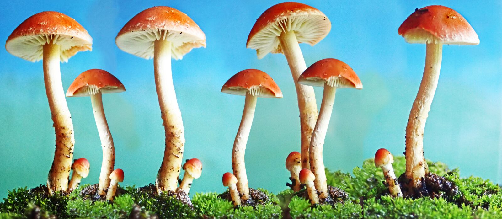 Olympus TG-5 sample photo. Mushrooms, fungi, toadstools photography