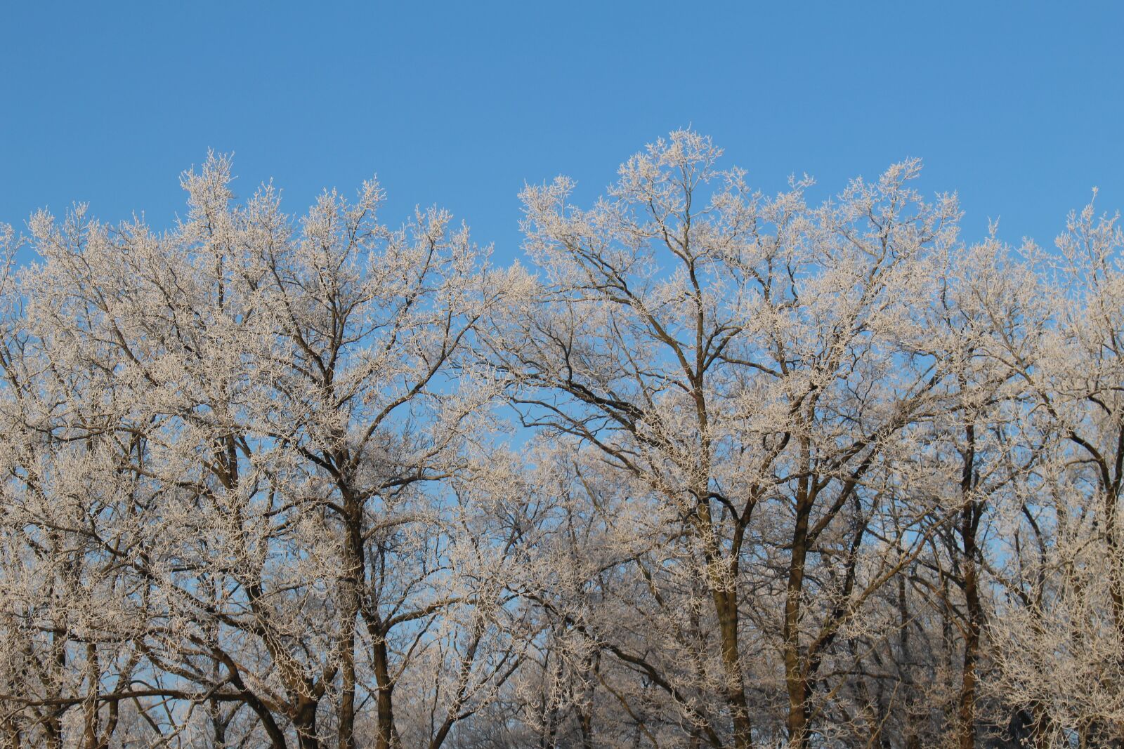 Canon EOS 100D (EOS Rebel SL1 / EOS Kiss X7) sample photo. Frost, forest, landscape photography