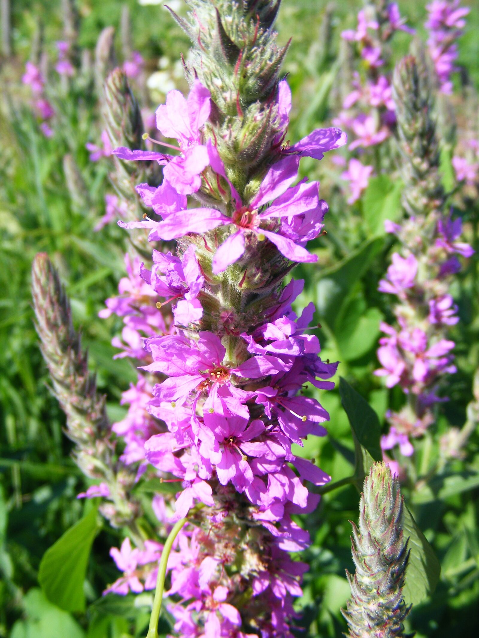 Fujifilm FinePix S5700 S700 sample photo. Flowers, purple, spikes photography