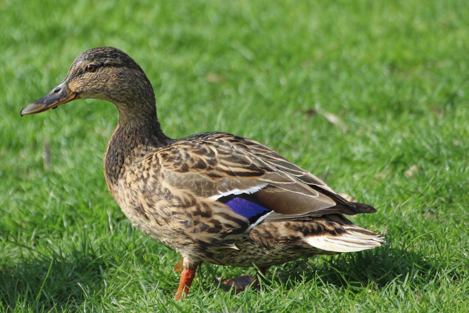 Canon EOS 600D (Rebel EOS T3i / EOS Kiss X5) sample photo. Duck, mallard, female photography