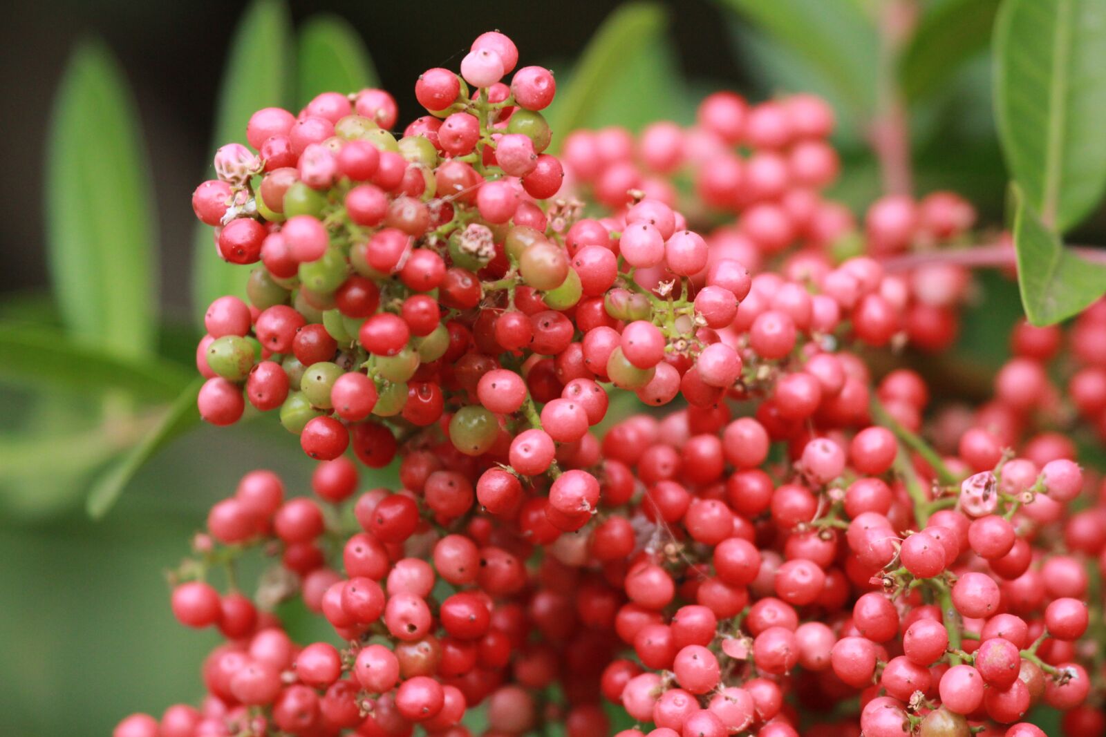 Canon EOS 550D (EOS Rebel T2i / EOS Kiss X4) sample photo. Berry red, botany, flora photography