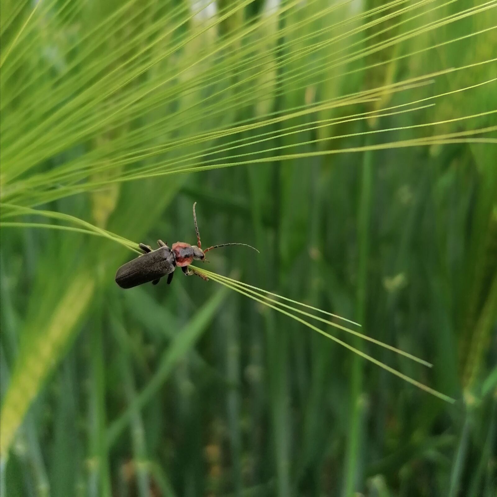 HUAWEI P30 LITE sample photo. Cornfield, insect, beetle photography