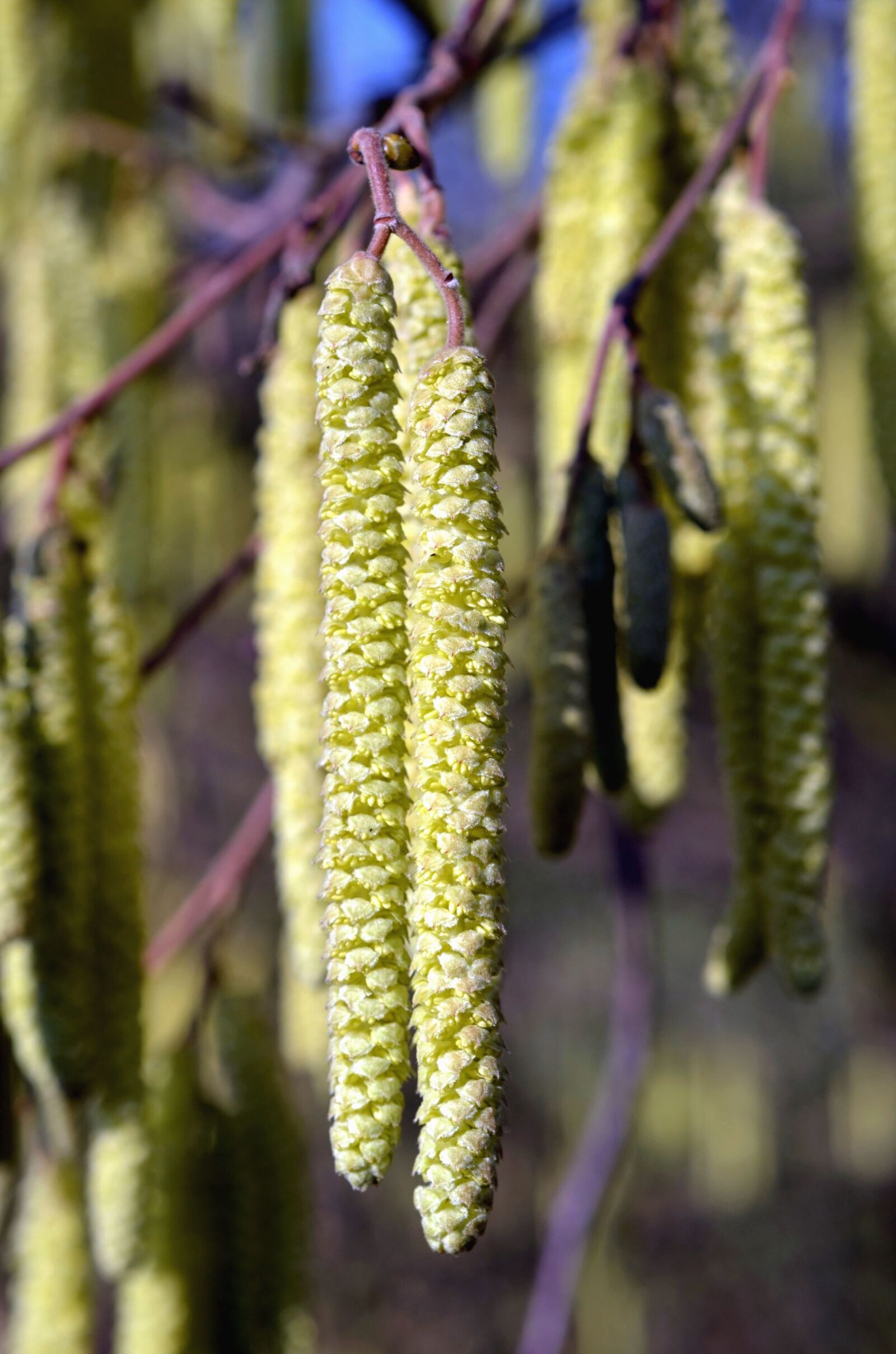 Nikon D5100 sample photo. Park, nature, maple, branch photography
