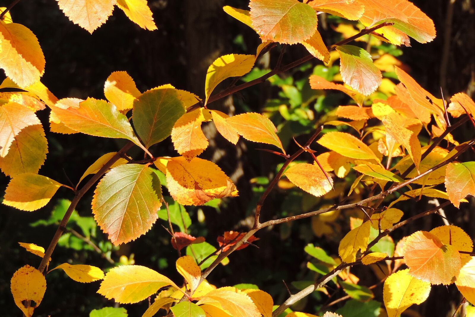 Nikon Coolpix P520 sample photo. Leaves, fall foliage, fall photography