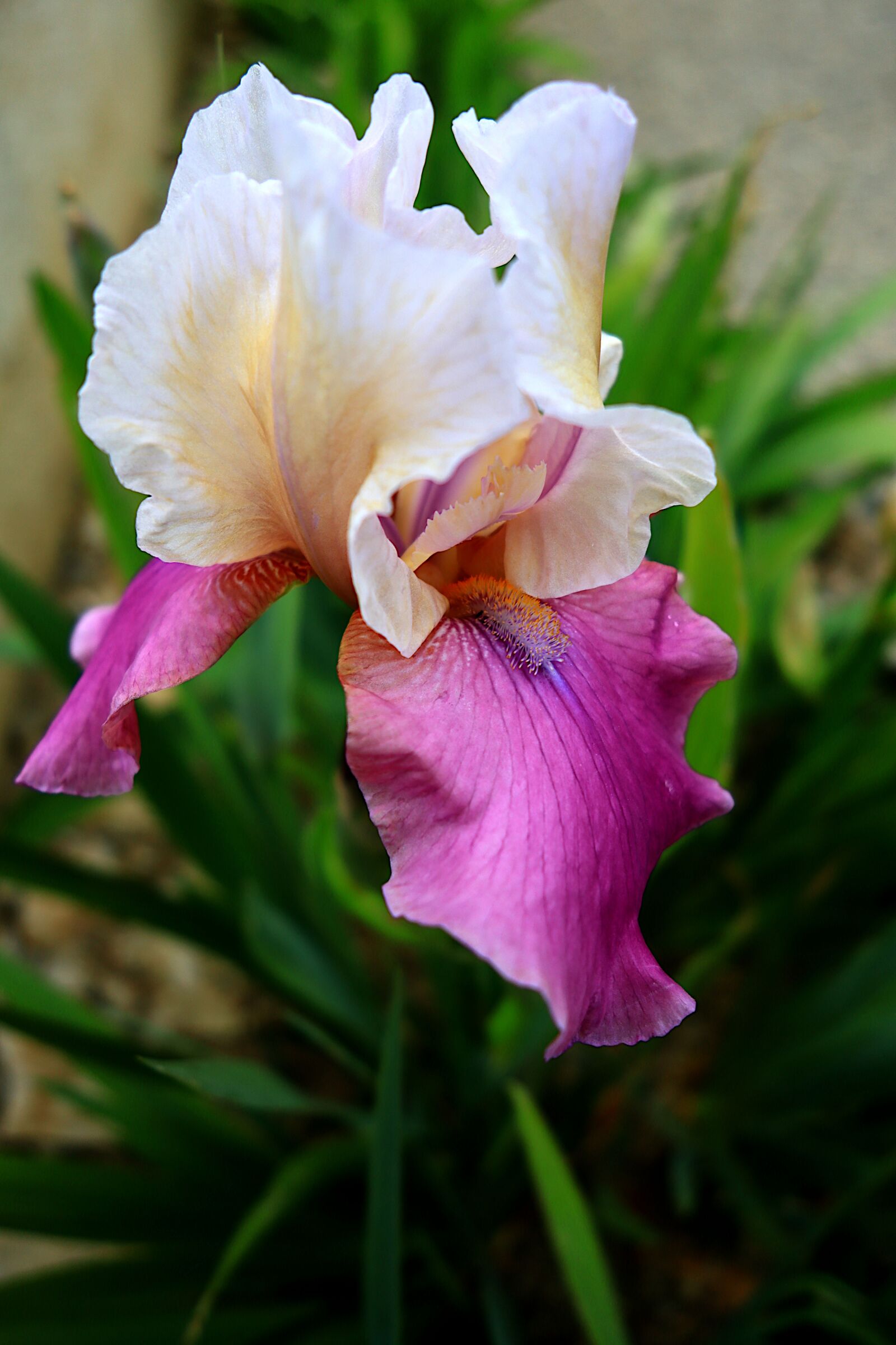 Canon PowerShot G1 X Mark III sample photo. Flower, iris, bicolor photography