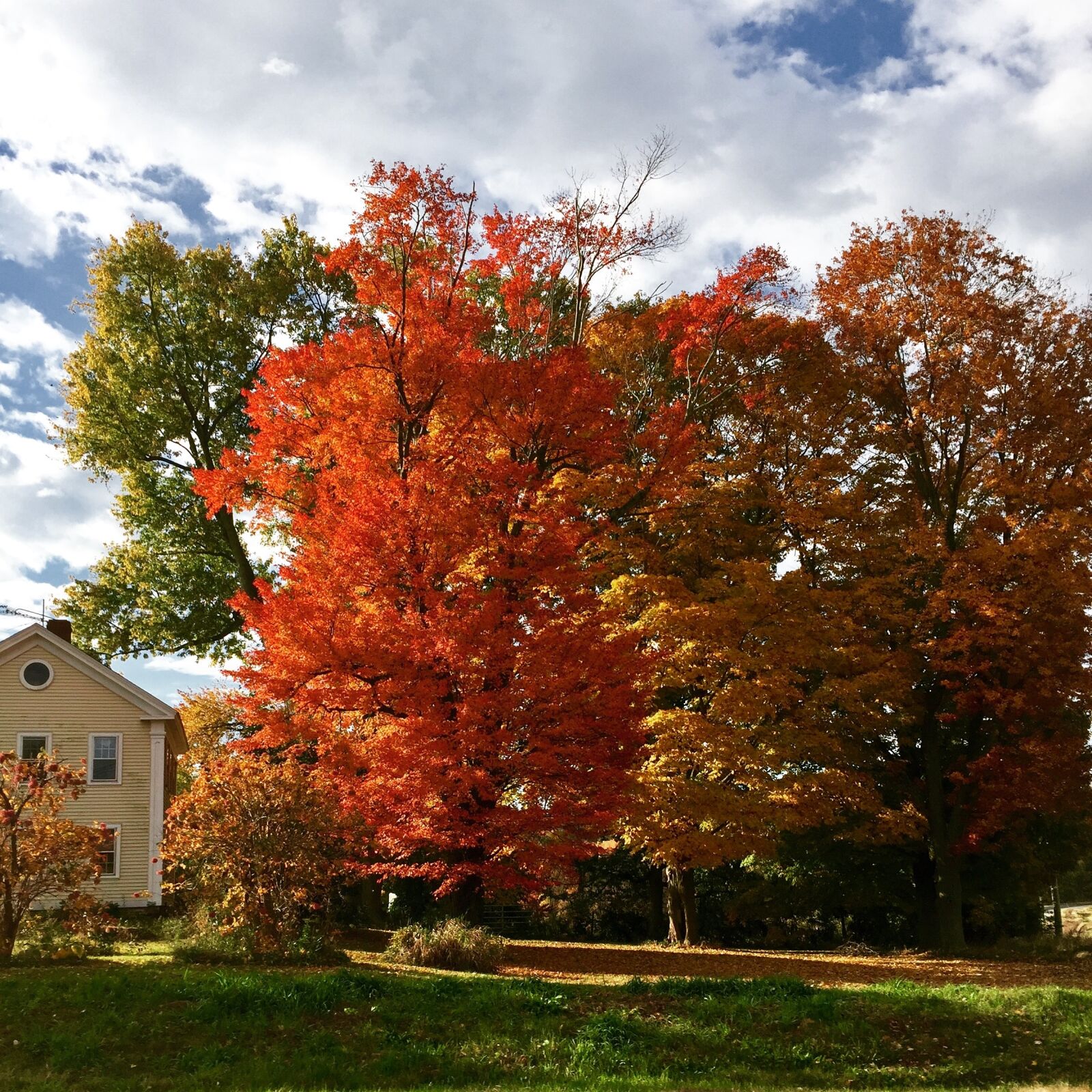 Apple iPhone 6 sample photo. Trees, autumn, nature photography