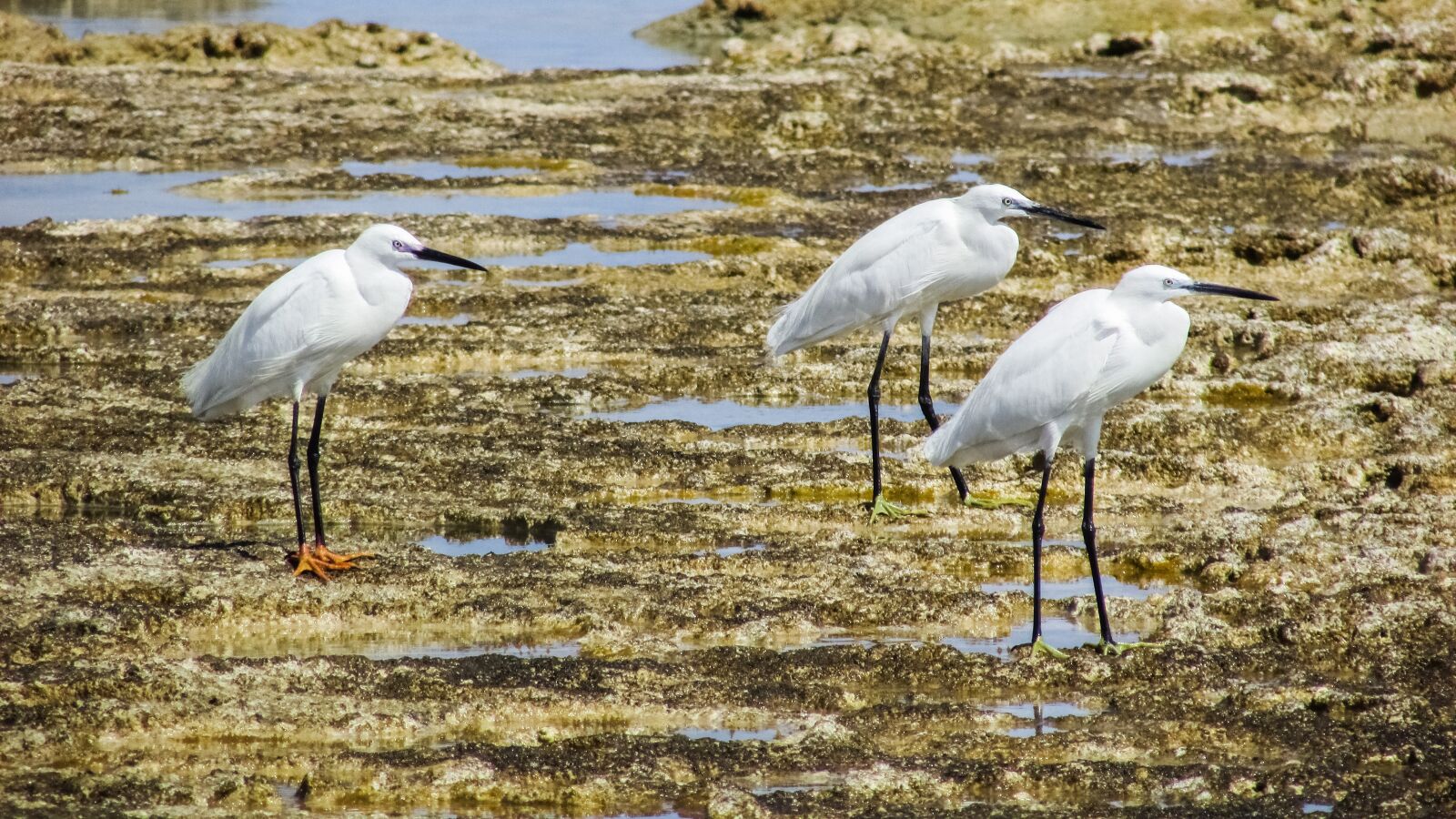 Canon PowerShot SX400 IS sample photo. Little egret, birds, sea photography