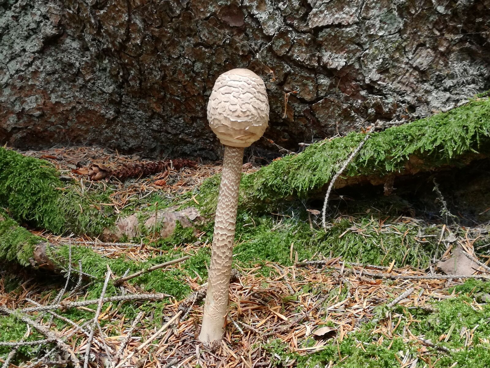 HUAWEI P9 LITE sample photo. Mushrooms, lepiota, parasol photography