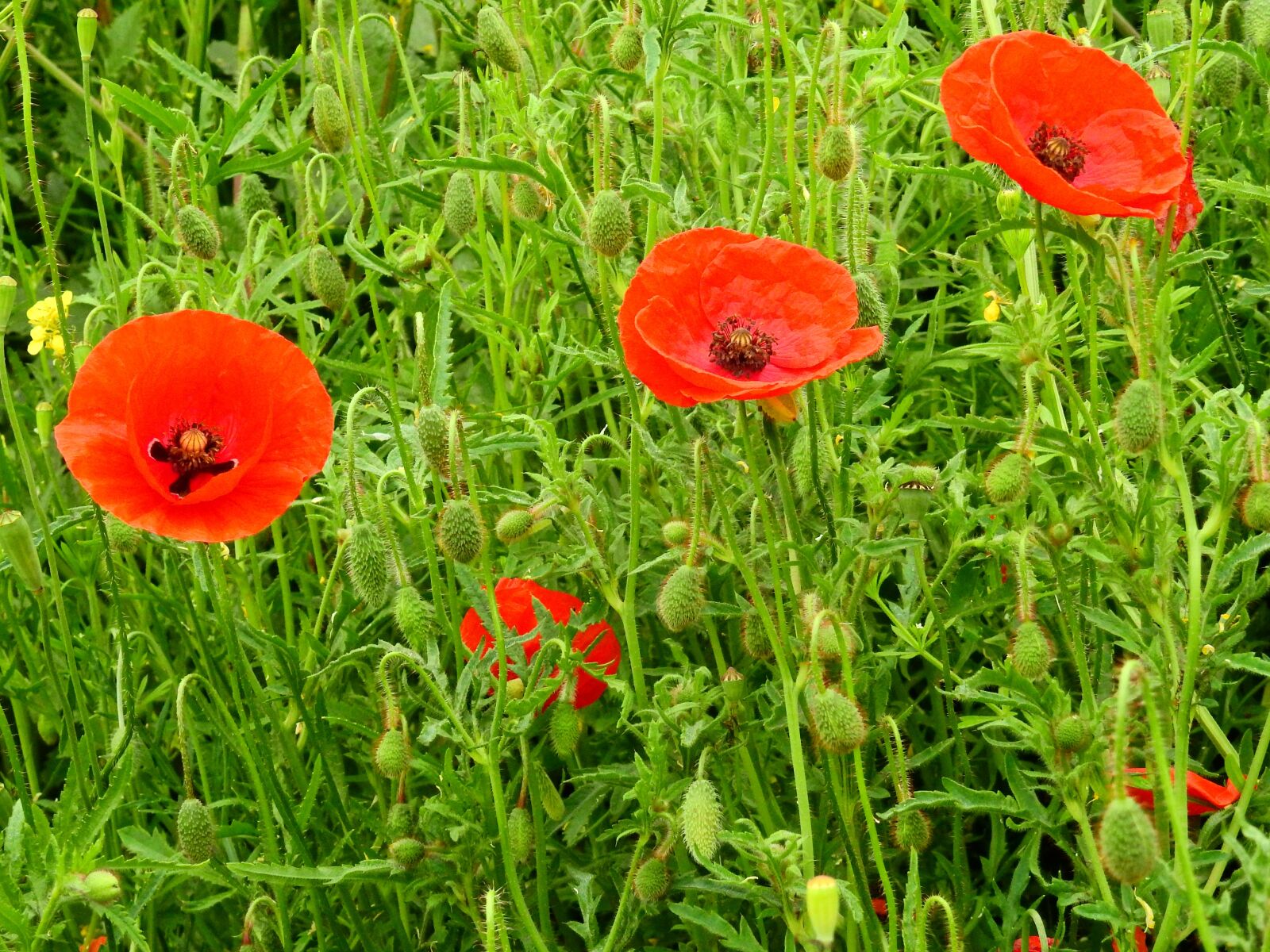 Nikon Coolpix P900 sample photo. Meadow, flower meadow, nature photography