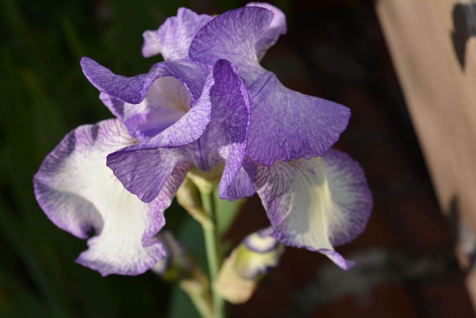 Nikon D5200 sample photo. Iris, purple and white photography