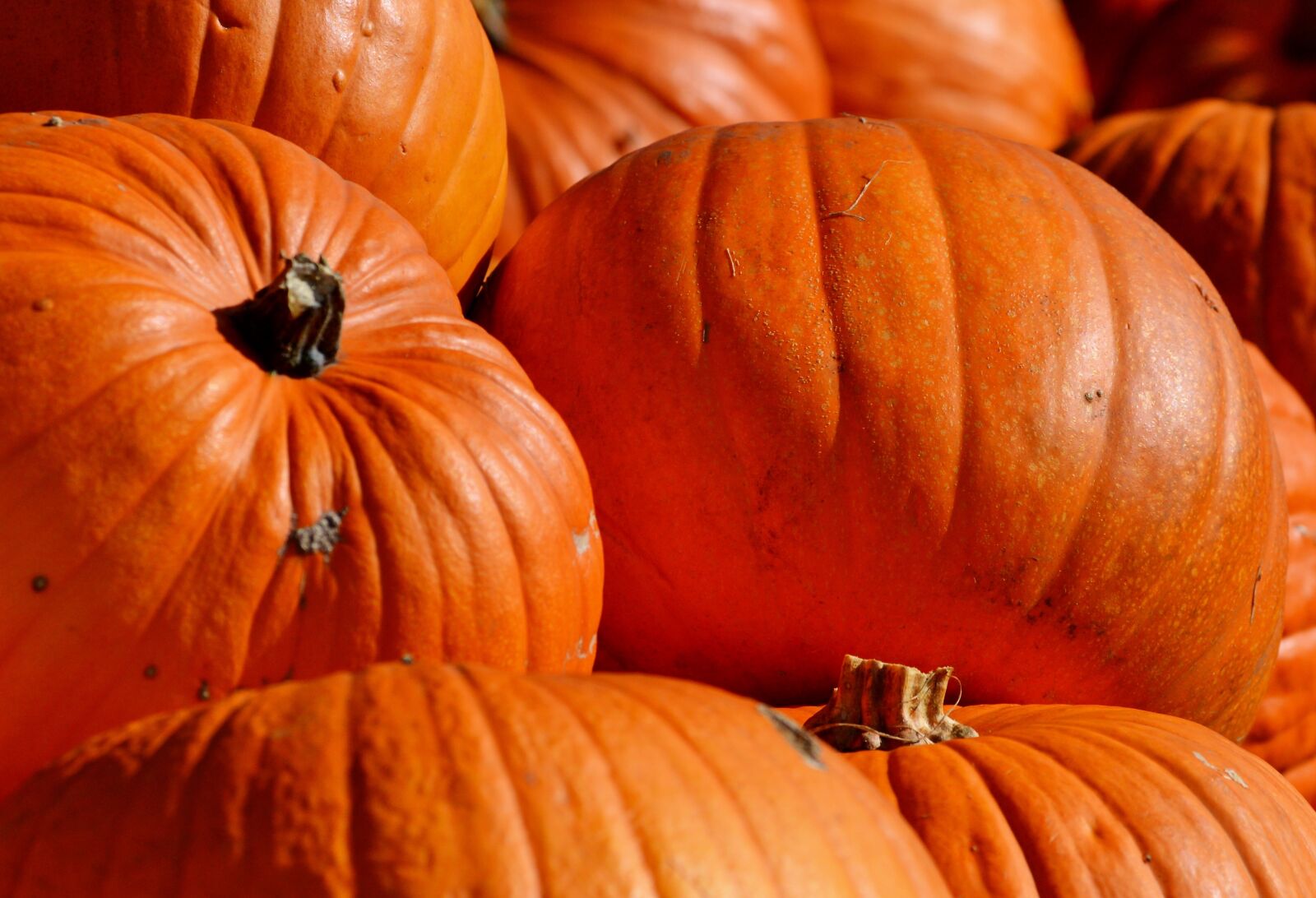 Nikon D3200 sample photo. Pumpkin, fruit, orange photography