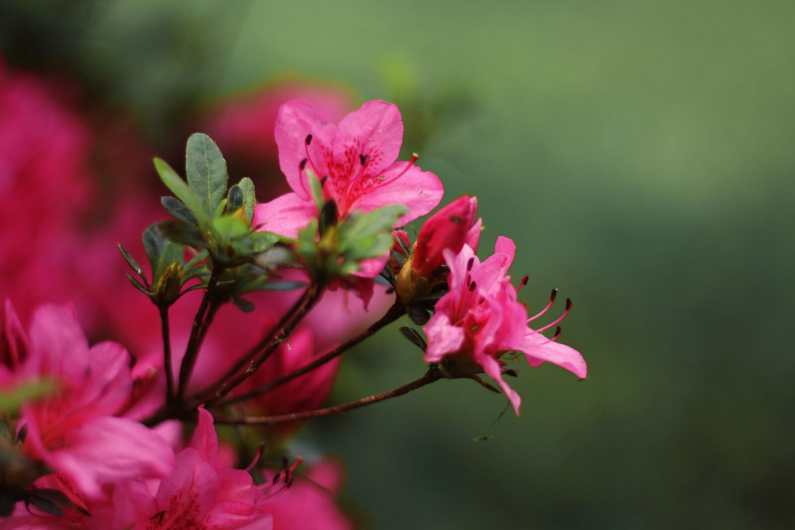 Canon EOS 700D (EOS Rebel T5i / EOS Kiss X7i) sample photo. Flower, pink, pink flower photography