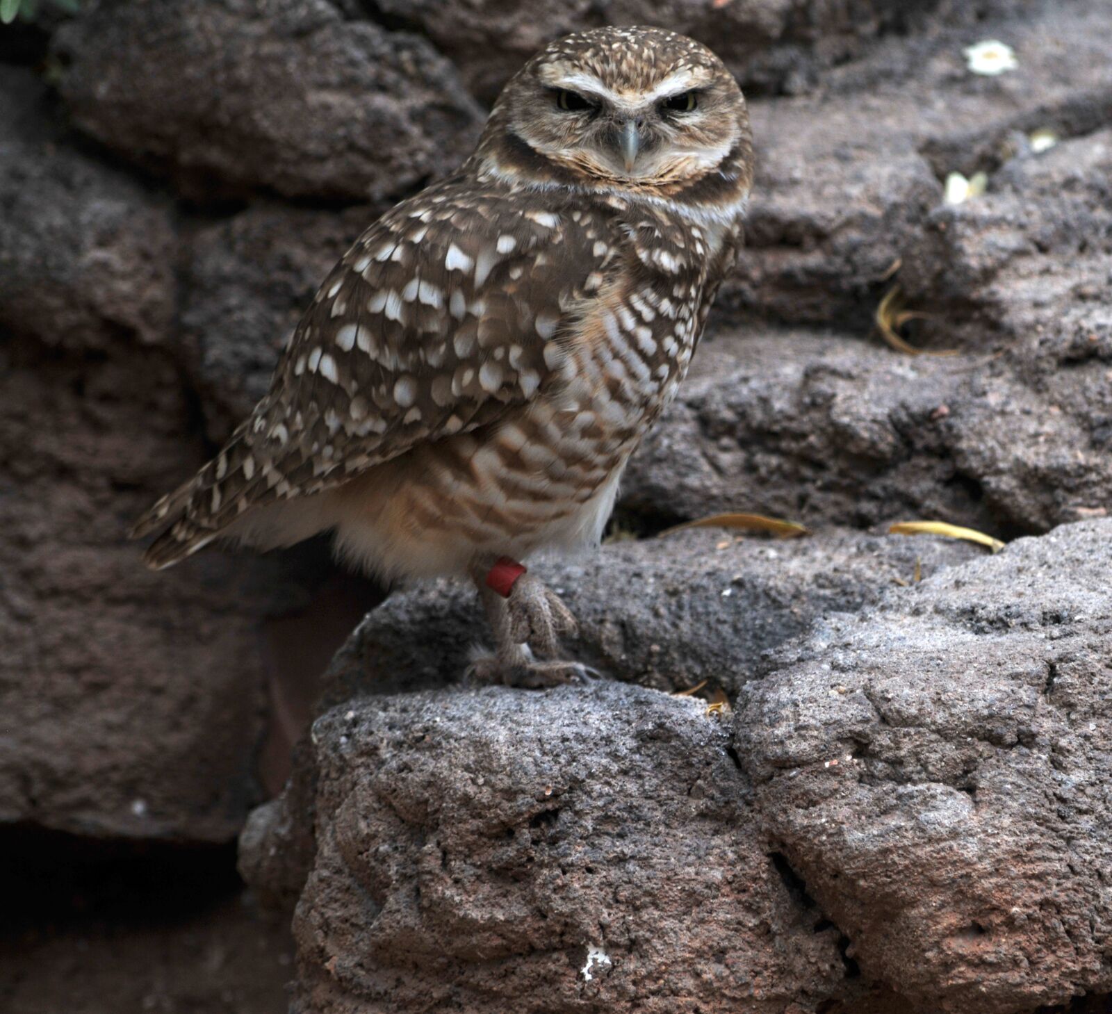 Nikon D300 sample photo. Owl, bird, wildlife photography