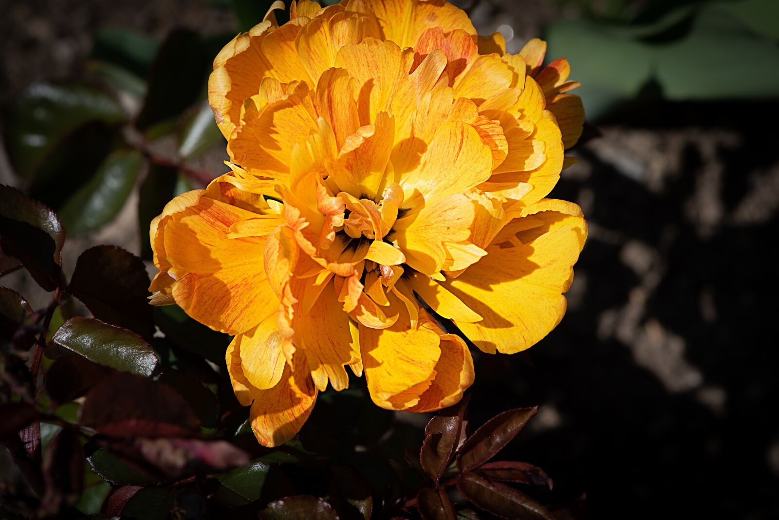 Nikon D750 sample photo. Peony, orange, orange peony photography