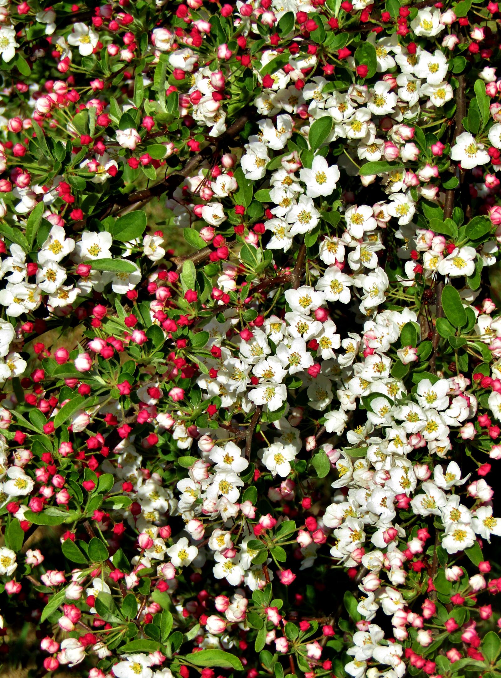 Canon POWERSHOT SX432 IS sample photo. Apple blossoms, bud, white photography