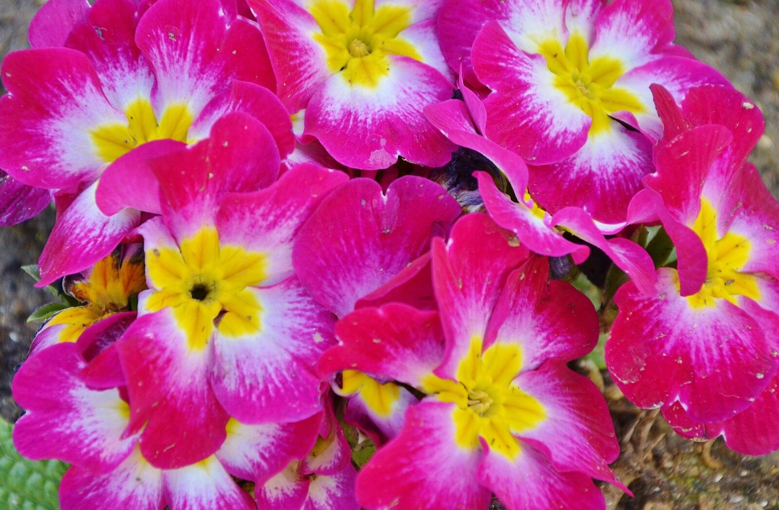Nikon D7000 sample photo. Flower, natur, floral photography