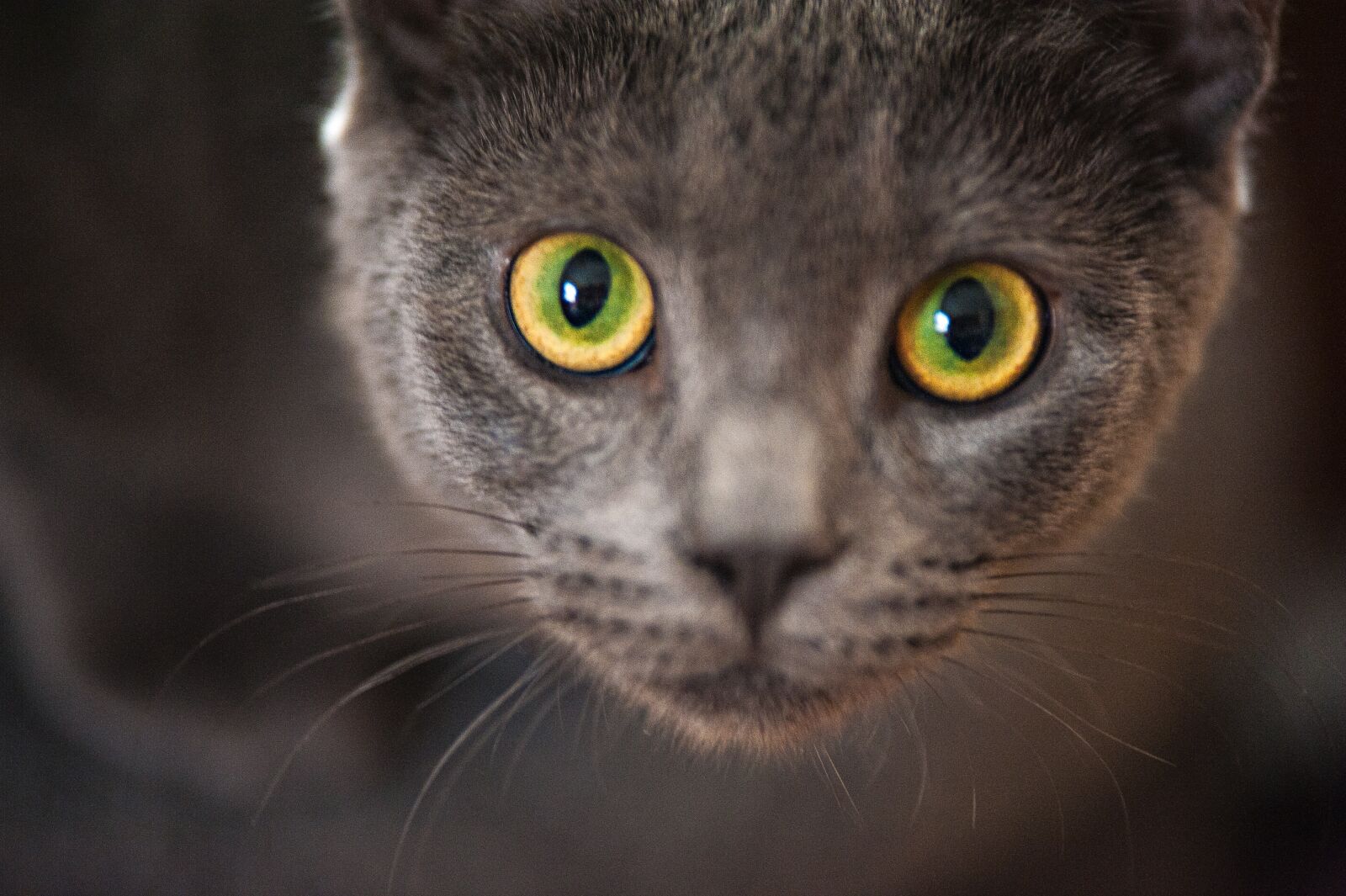Nikon D700 sample photo. Gray, cat, kitten photography