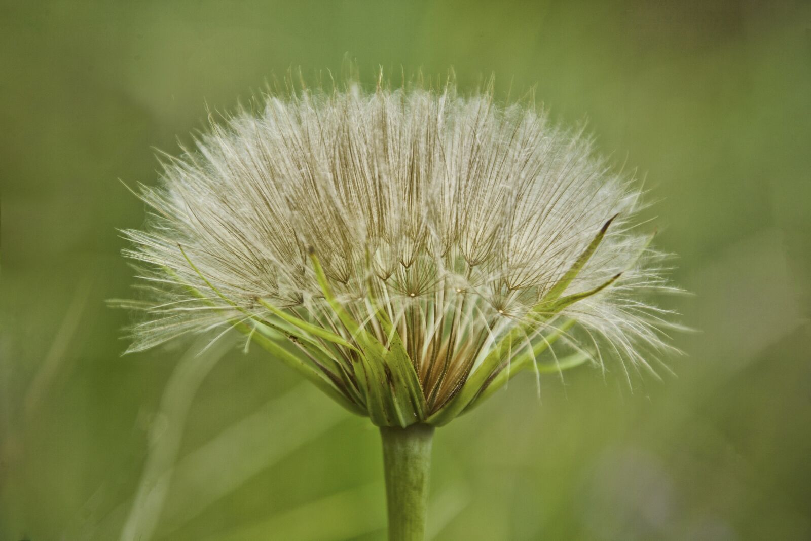 Canon EOS 5D Mark II + Canon EF 28-300mm F3.5-5.6L IS USM sample photo. Grass, flower, dandelion photography