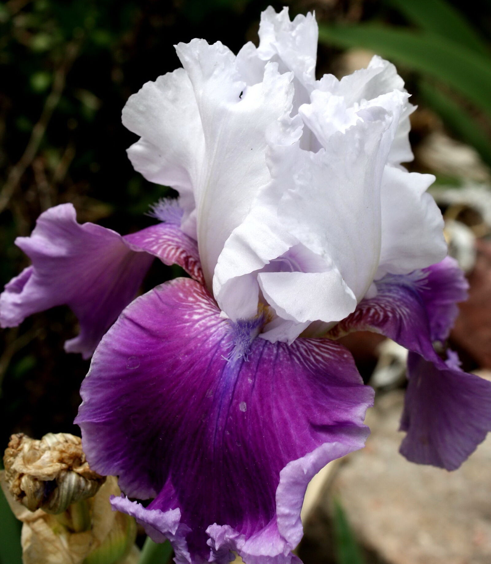 Canon EOS 1000D (EOS Digital Rebel XS / EOS Kiss F) + f/3.5-5.6 IS sample photo. Purple, white petals, iris photography