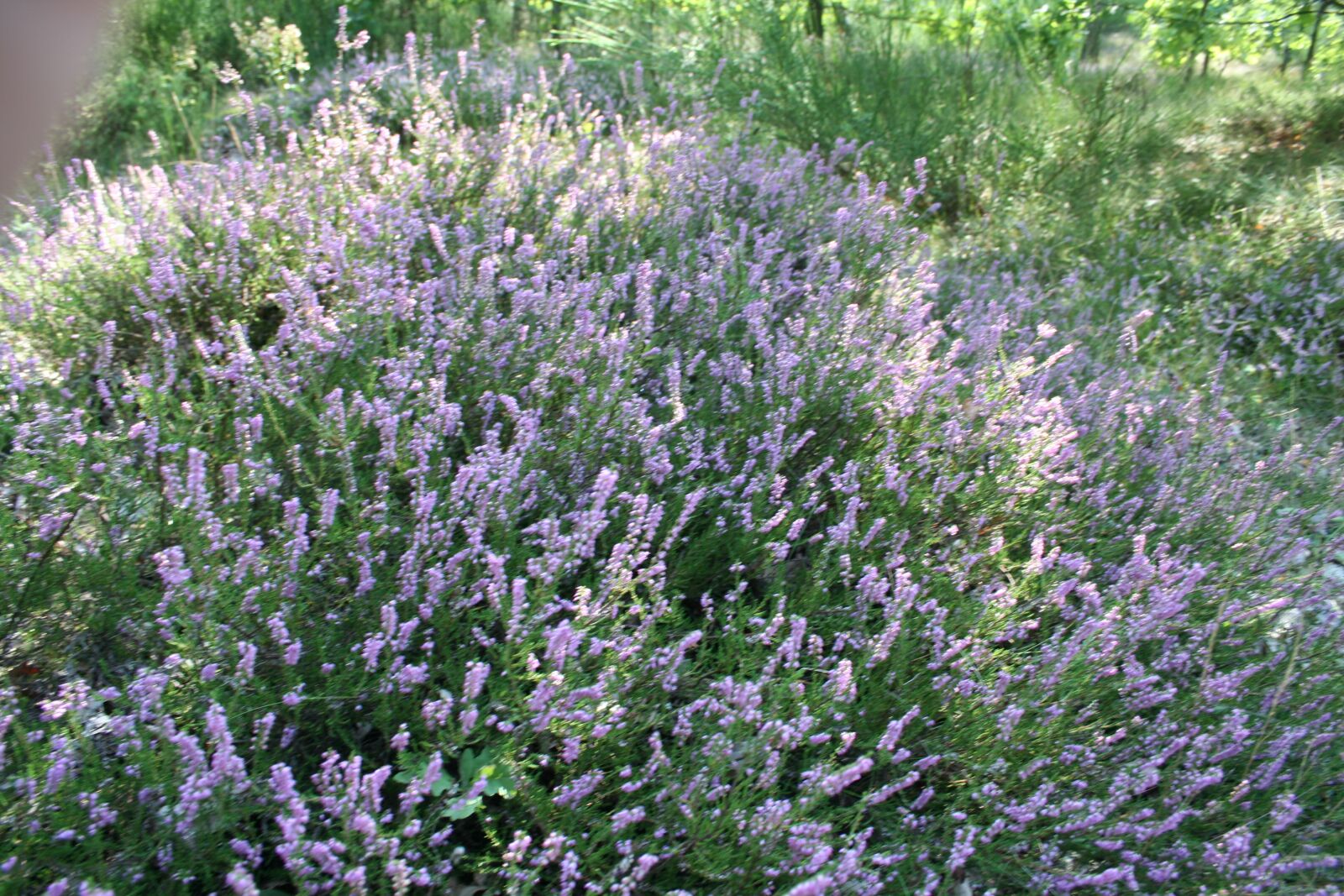Canon EOS 350D (EOS Digital Rebel XT / EOS Kiss Digital N) sample photo. Heather, shrub, heath photography